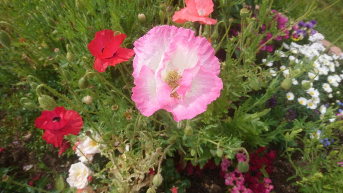 Photo 18