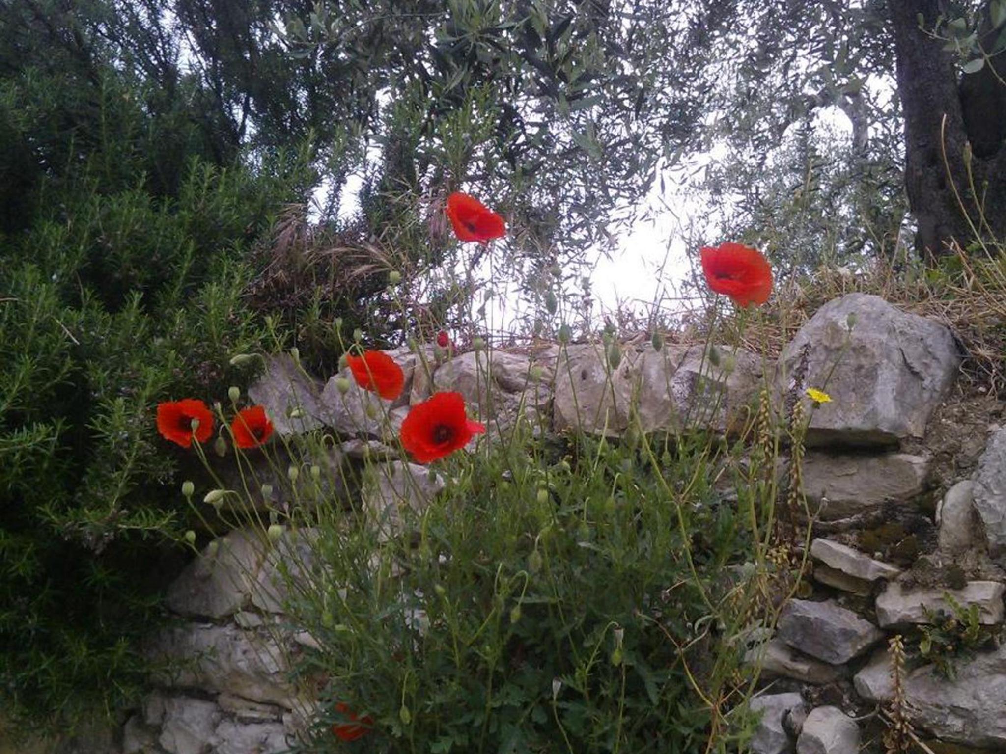 Il Palagetto