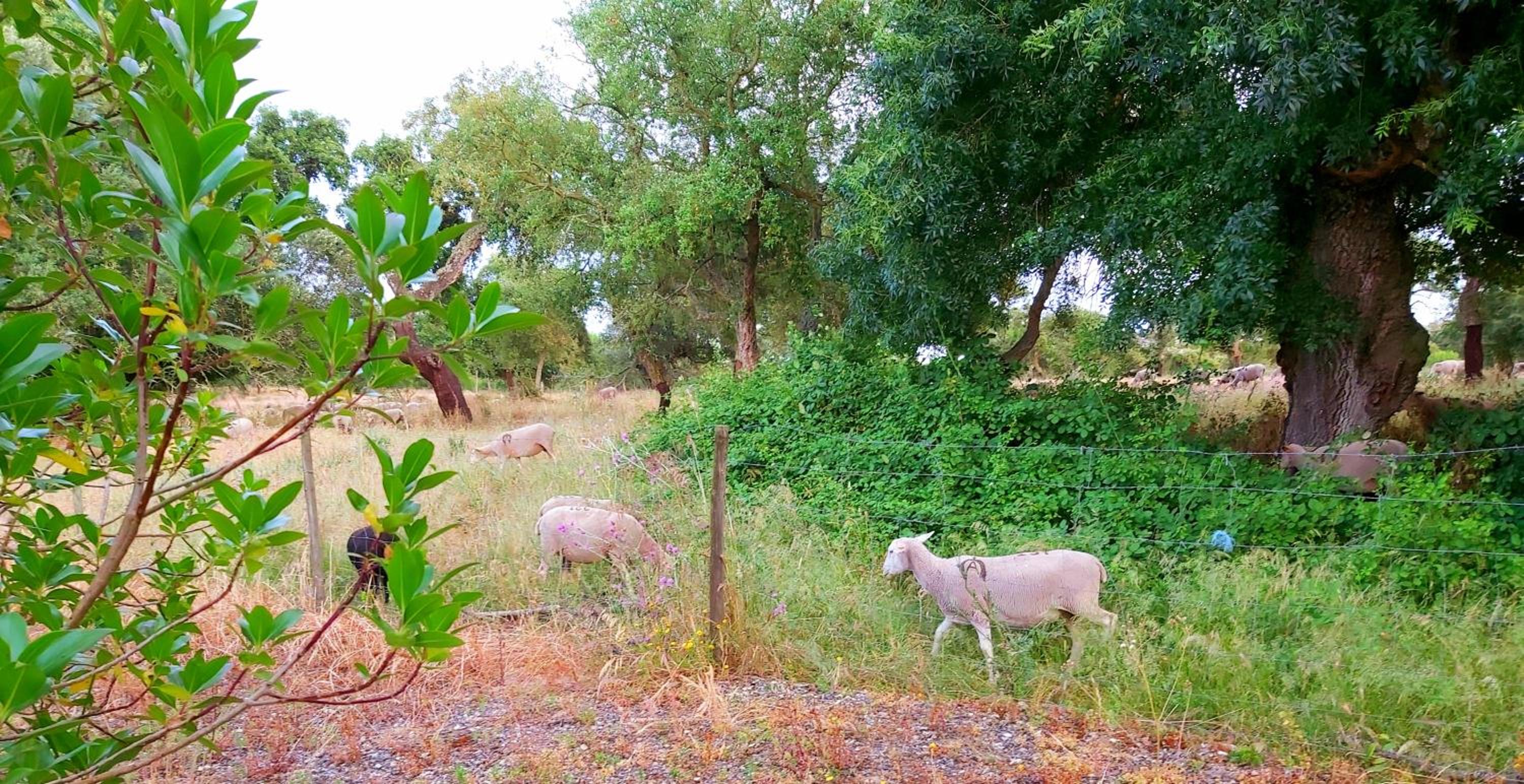 Casas Herdade do Convento da Serra view 5
