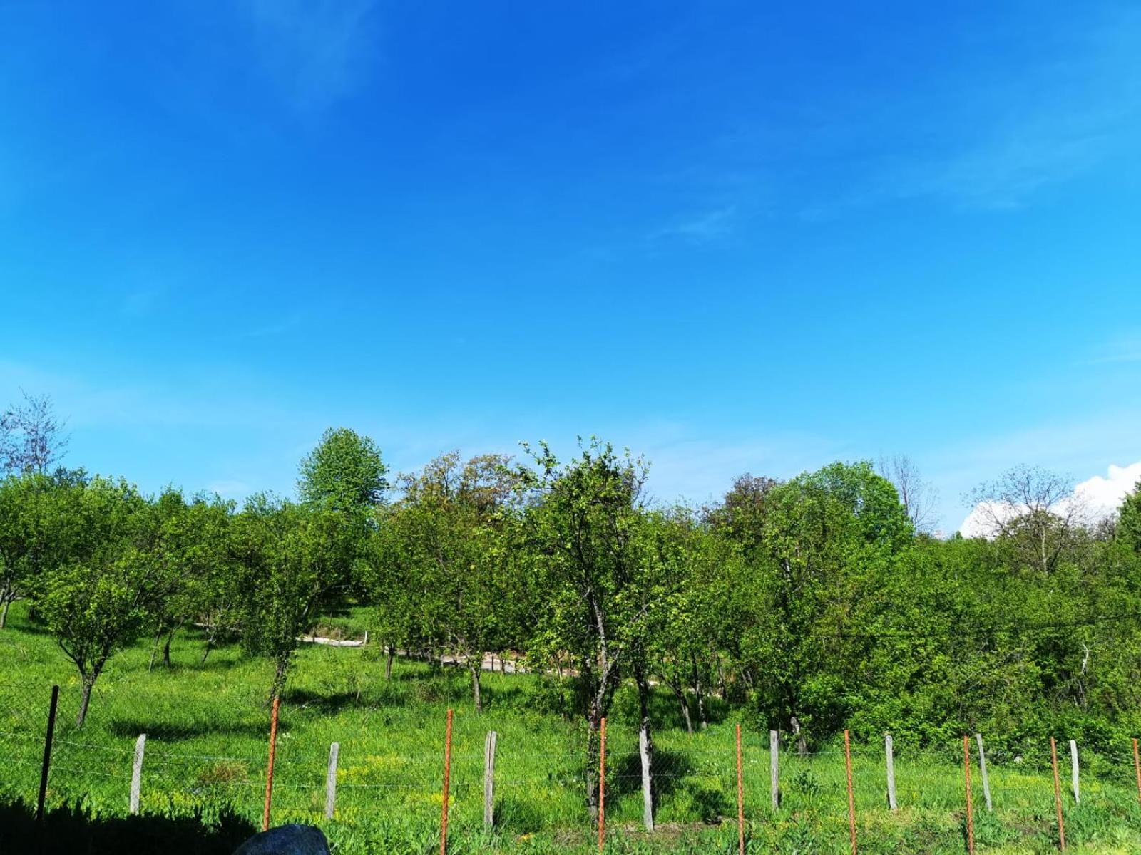 Casuta din Gradina view 3
