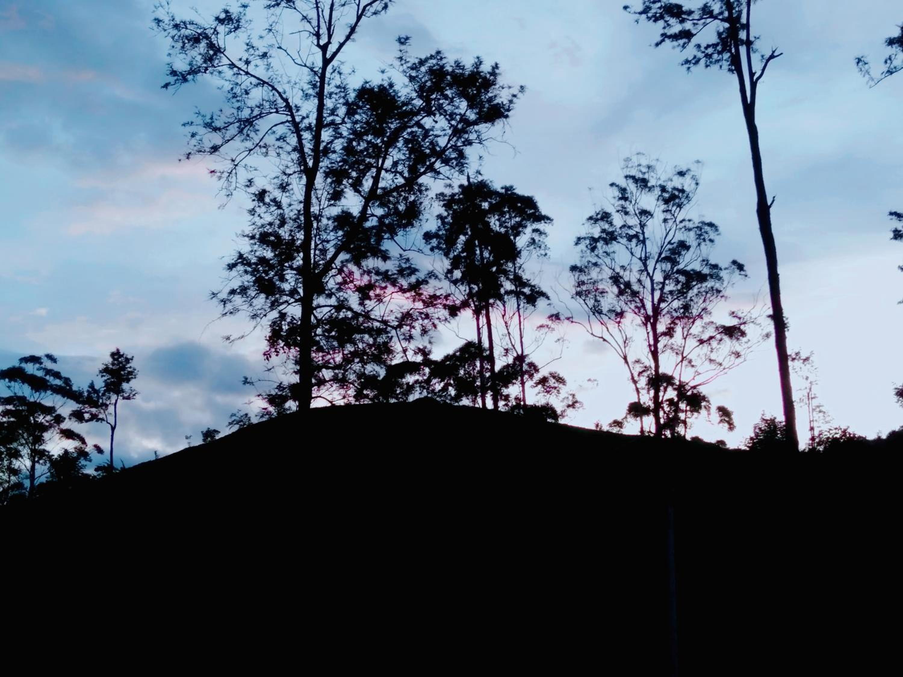 Ella Tea Land View view 5