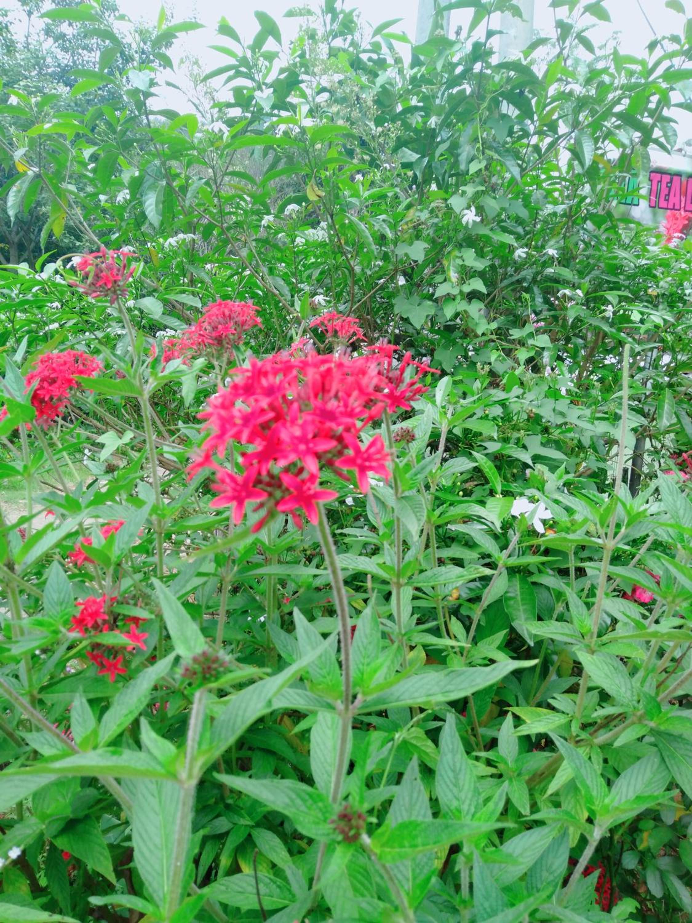 Ella Tea Land View view 4