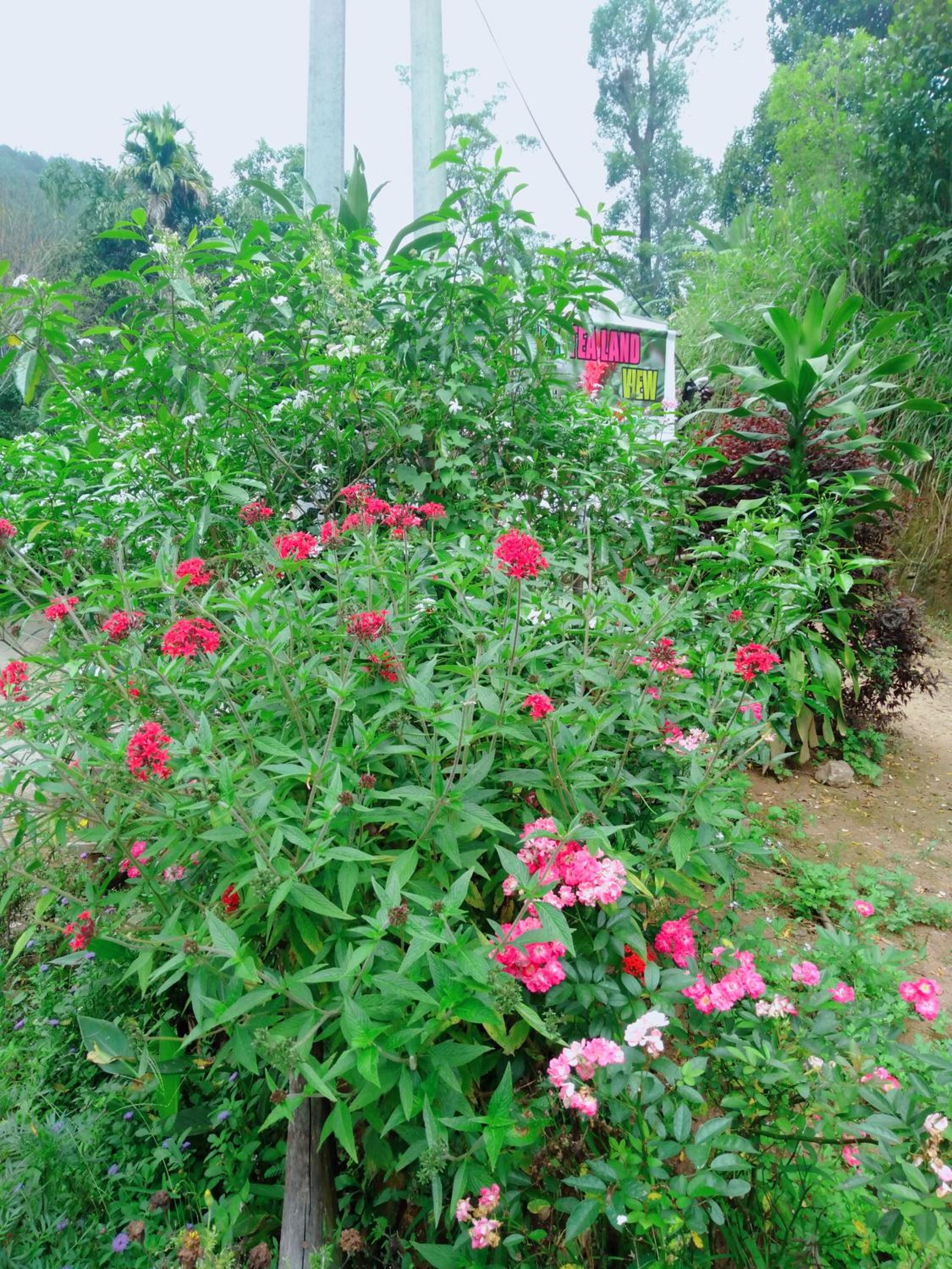Ella Tea Land View view 3