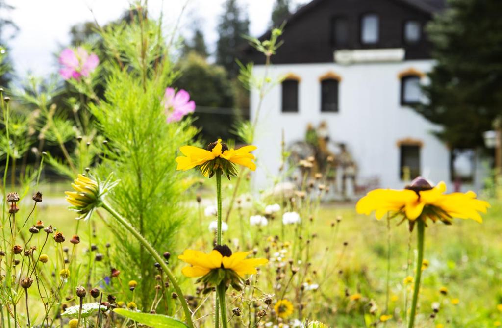 Pension Haus Fürstenberg