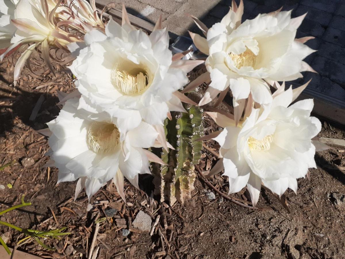 Palm Springs Vacations - Crashpod Hostel - Property Image 22