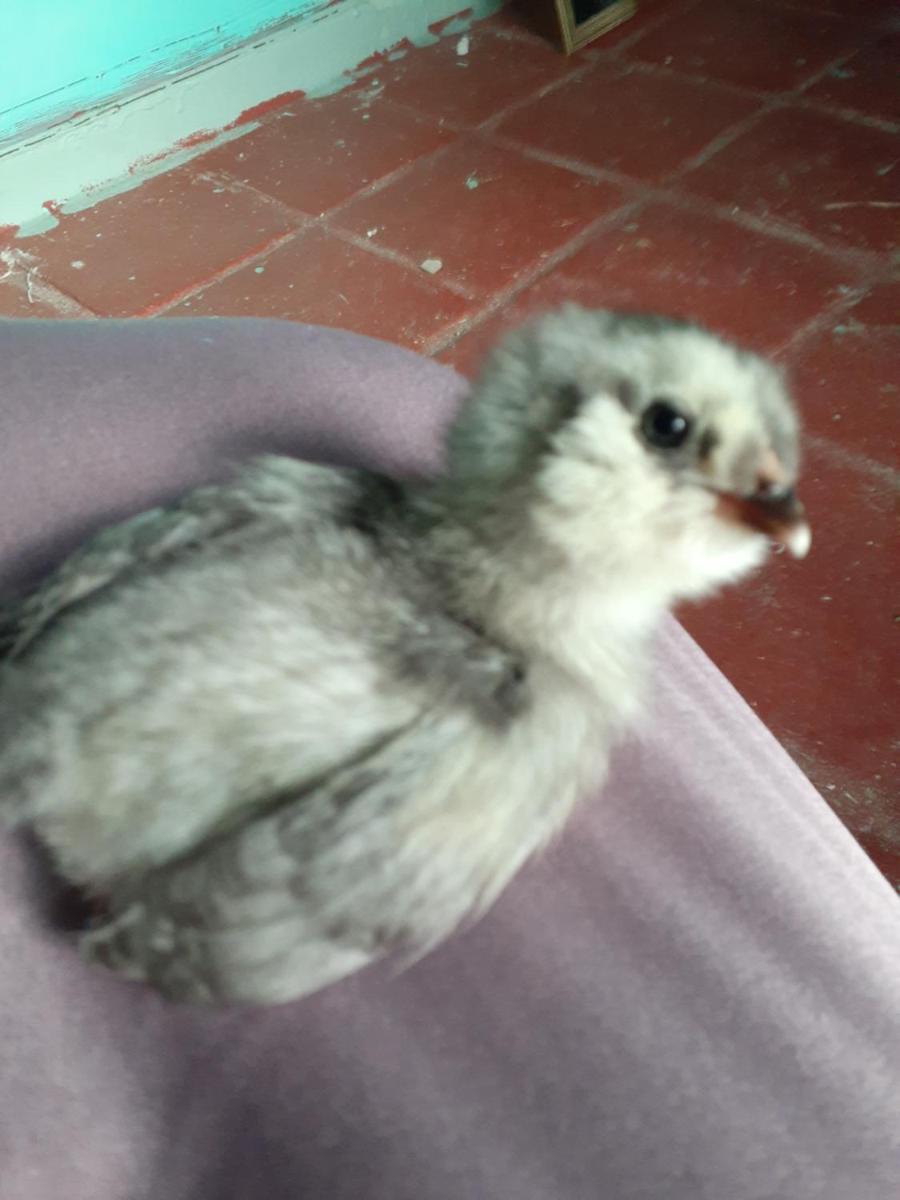 Palm Springs Vacations - Crashpod Hostel - Property Image 24