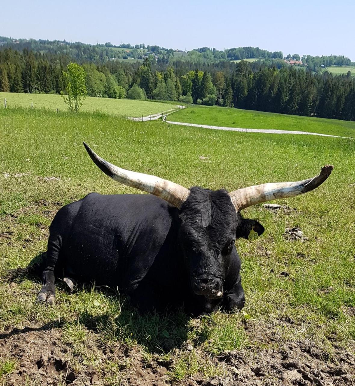 Ferienwohnung im Gartenparadies