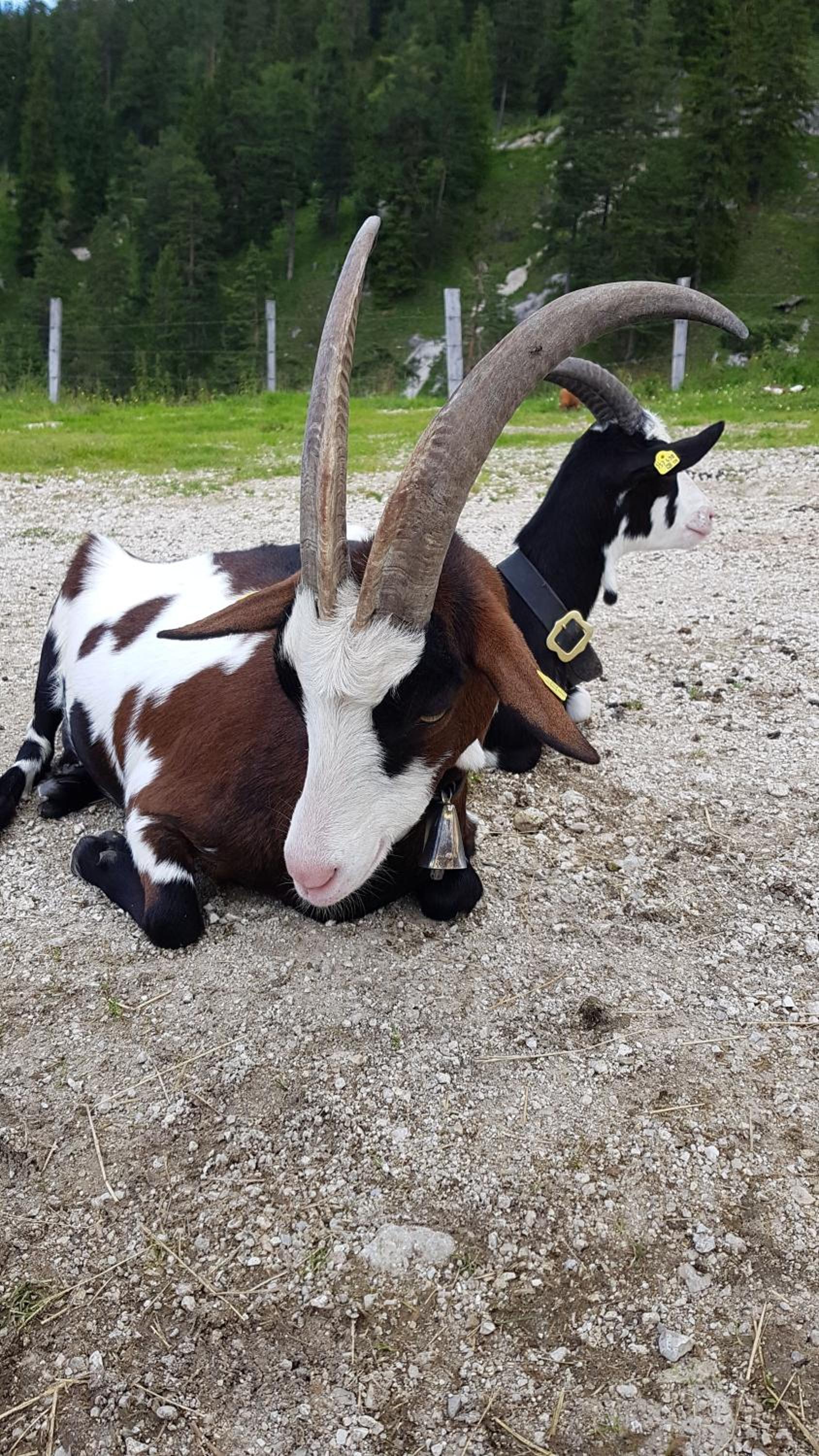 Ferienwohnung im Gartenparadies