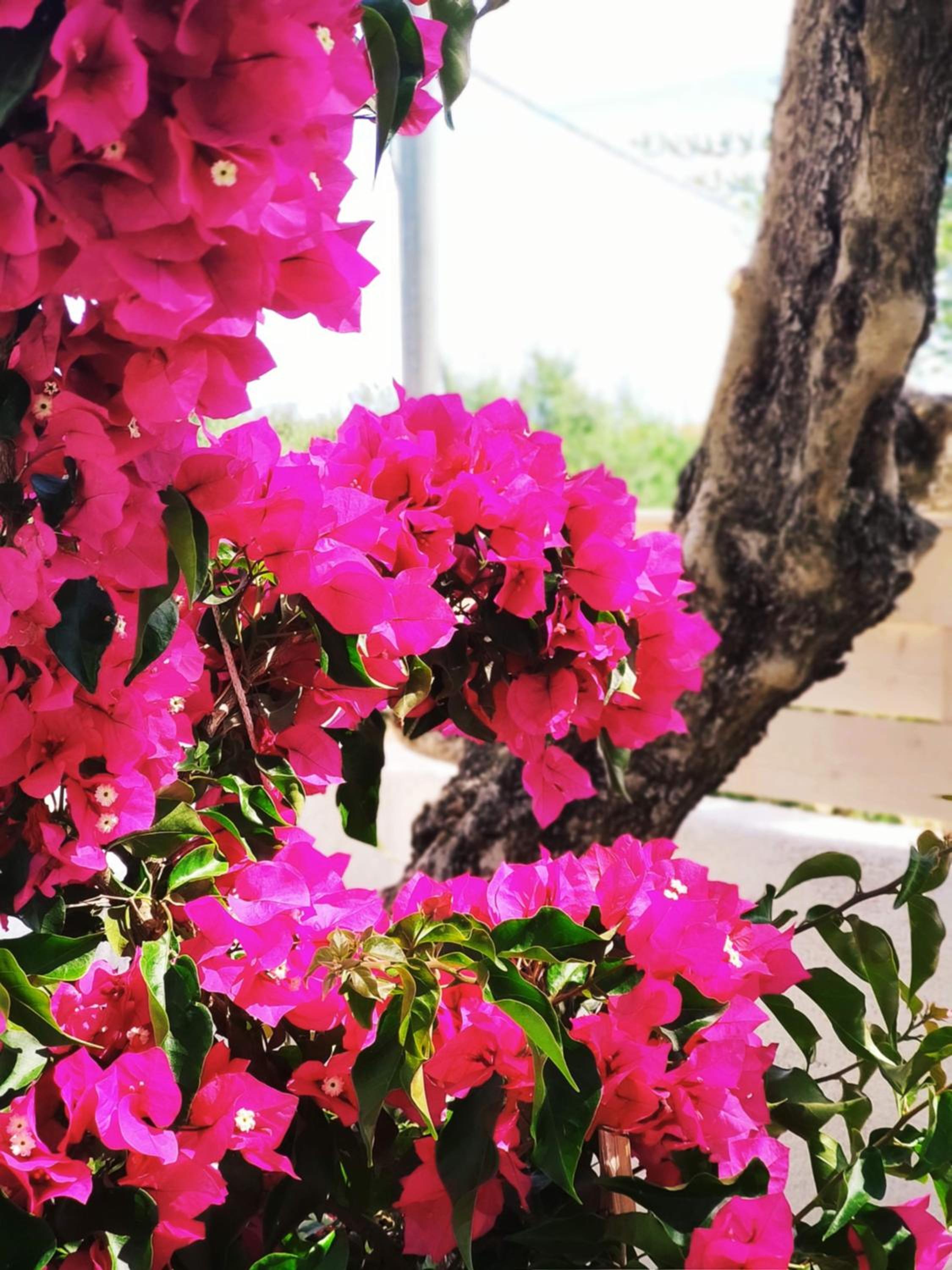 Villa Zante Avia photo 4