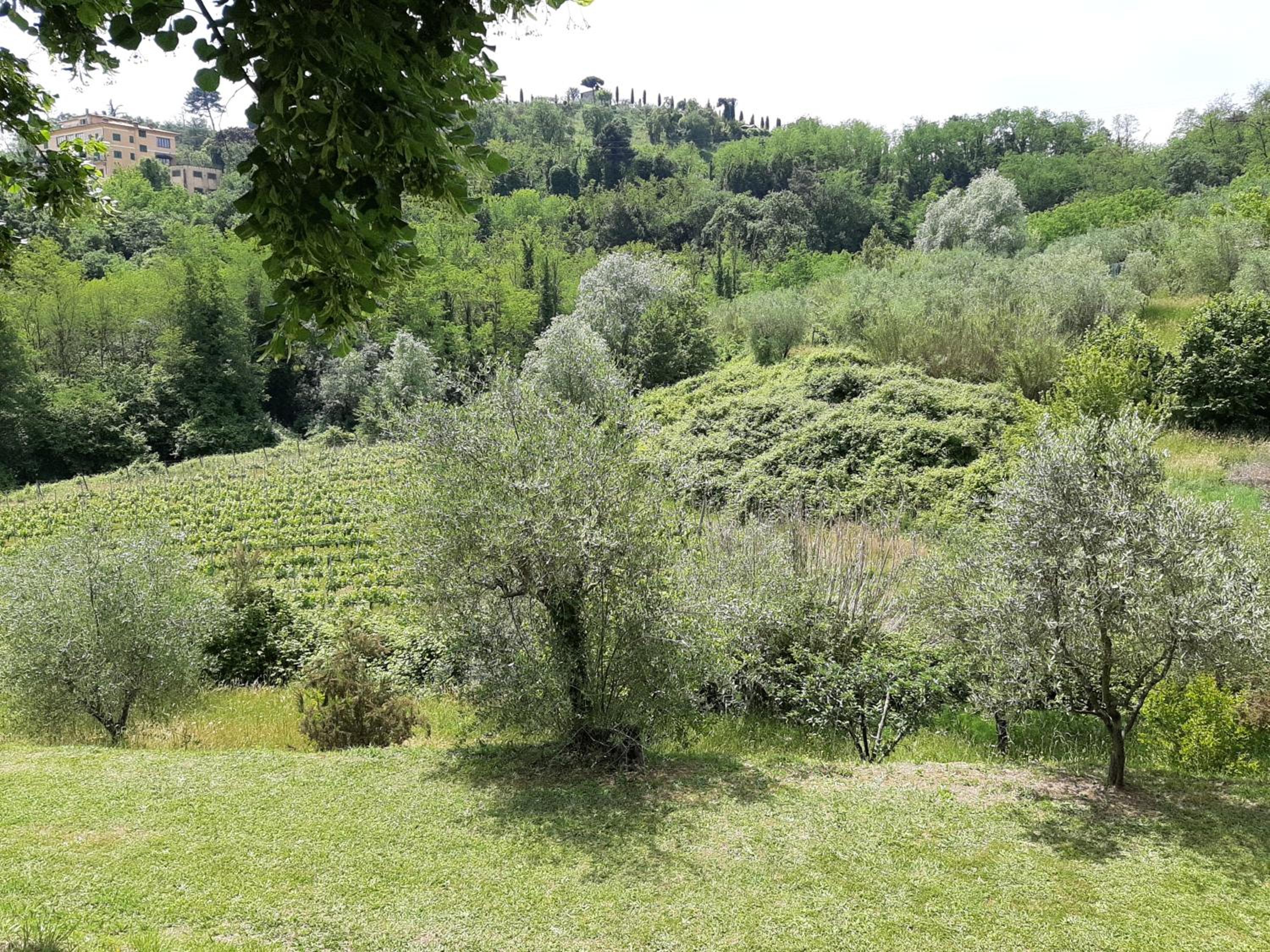 Tenuta degli Obizzi