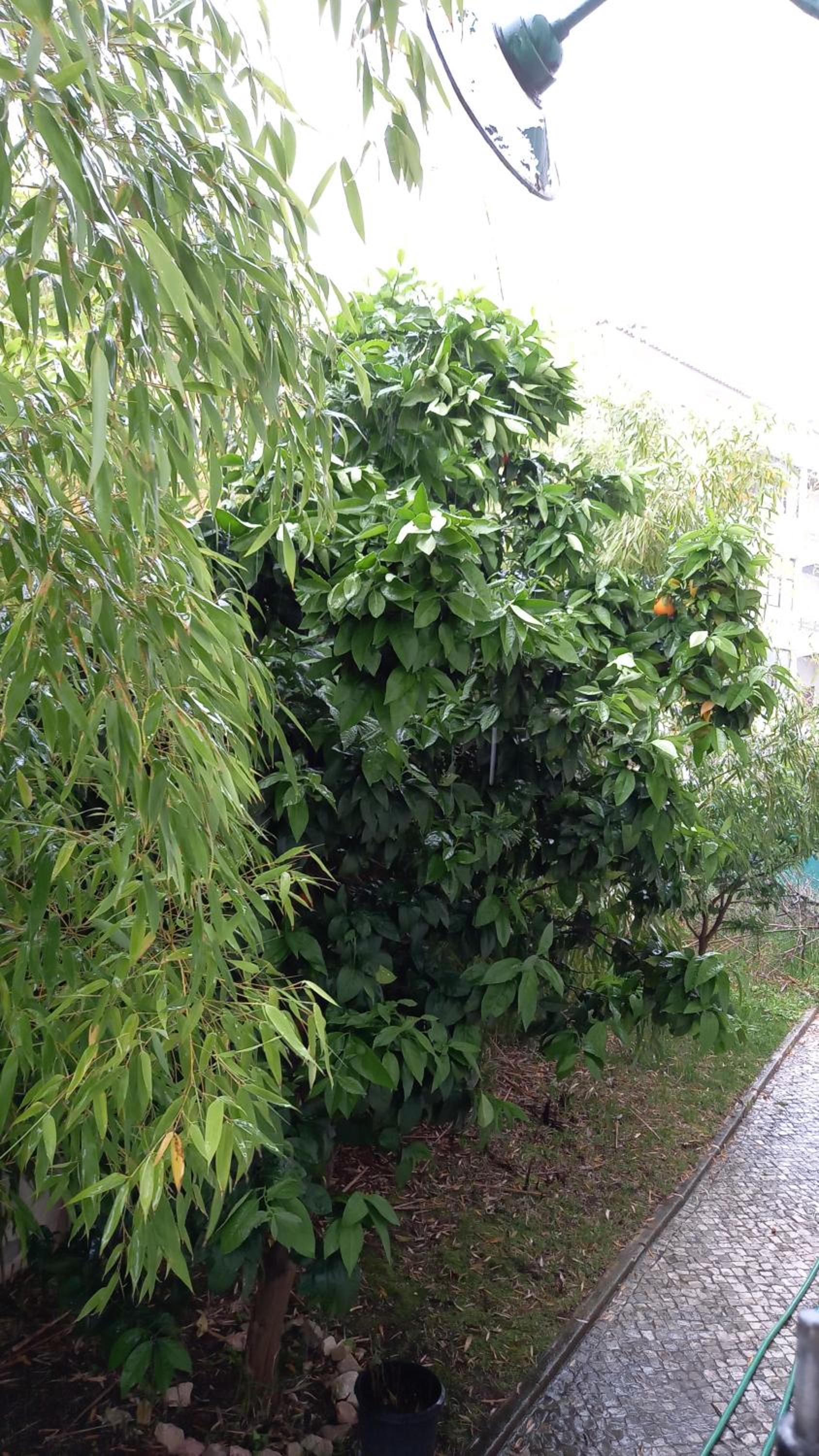 Photo 37