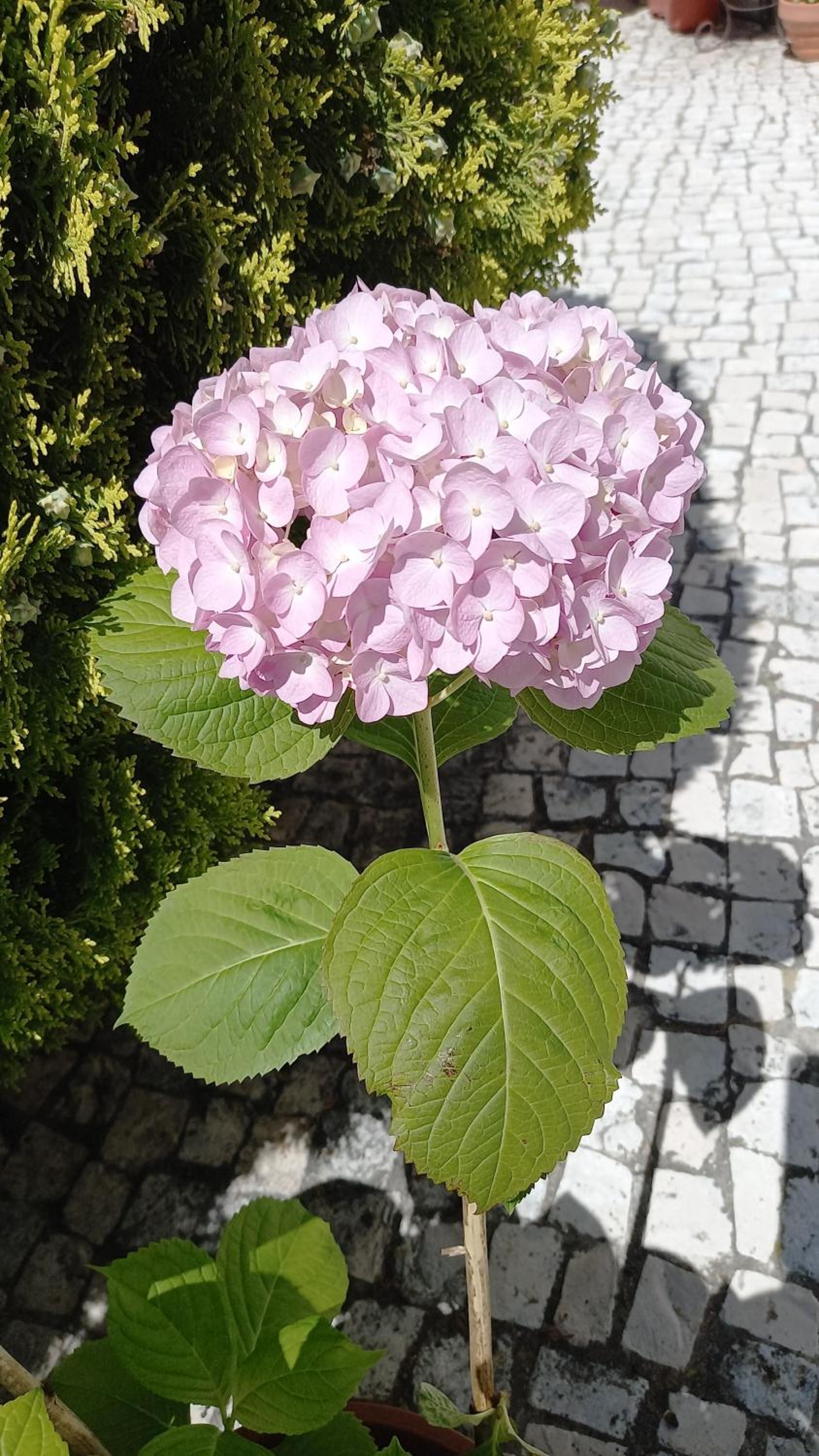 Photo 36