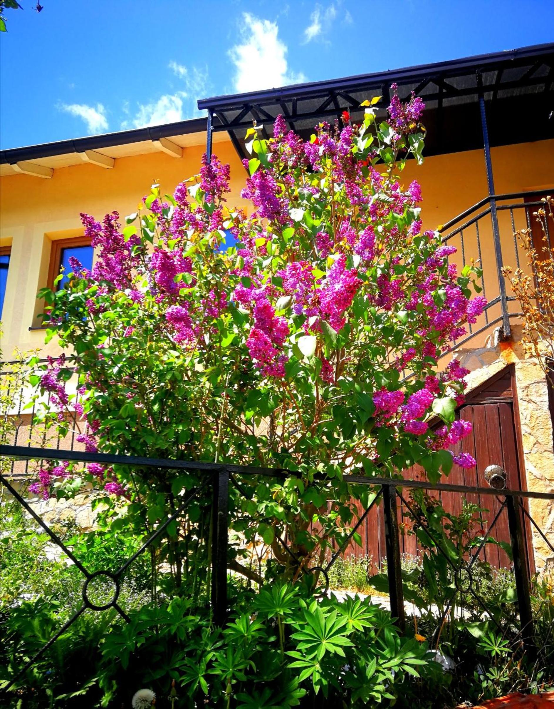 Paradise garden view 2