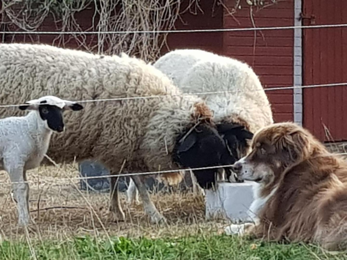 Große Ferienwohnung auf Pferdehof Mitten in der Natur