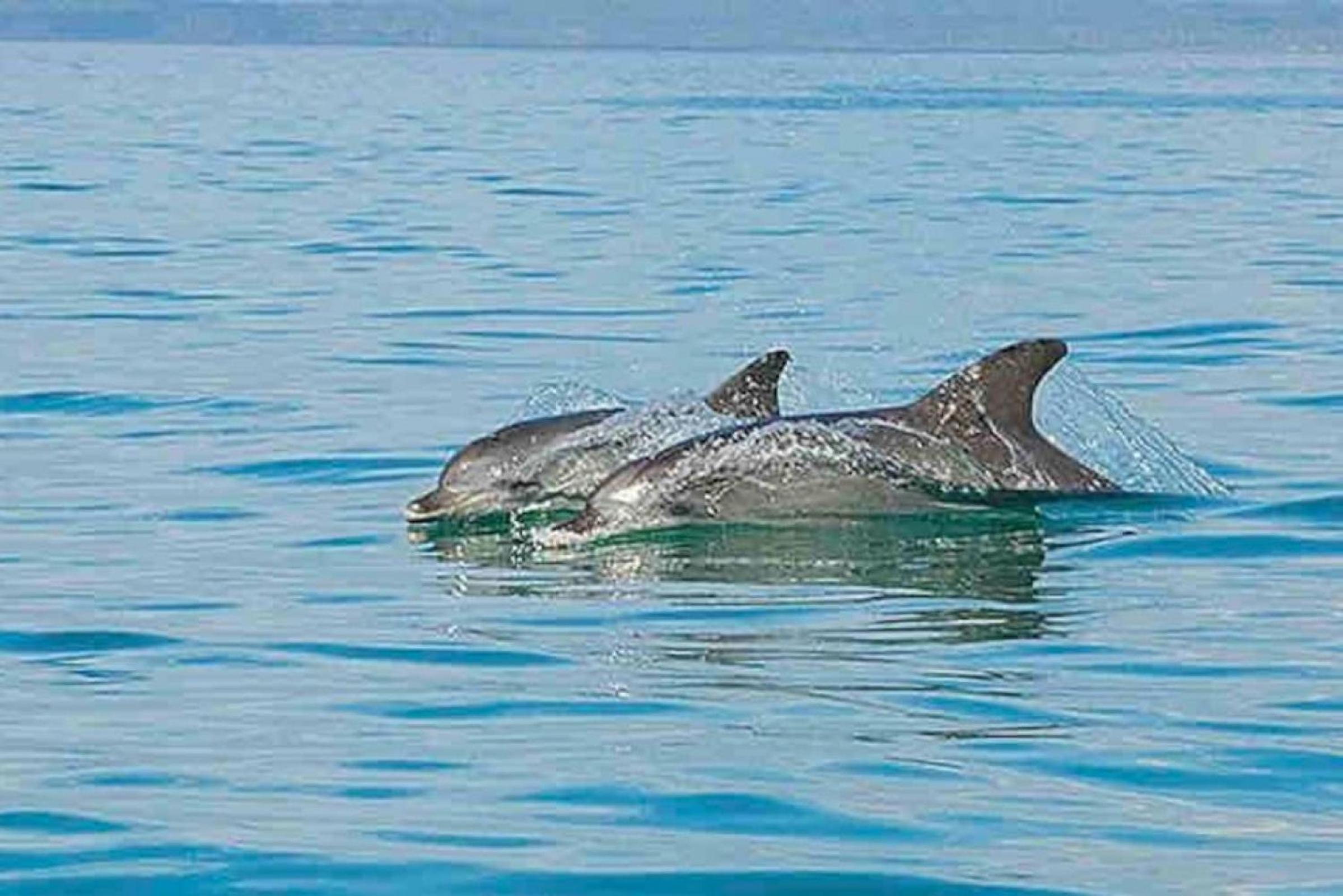 Callala Bay Beach House - Wowly Waters - Pet Friendly