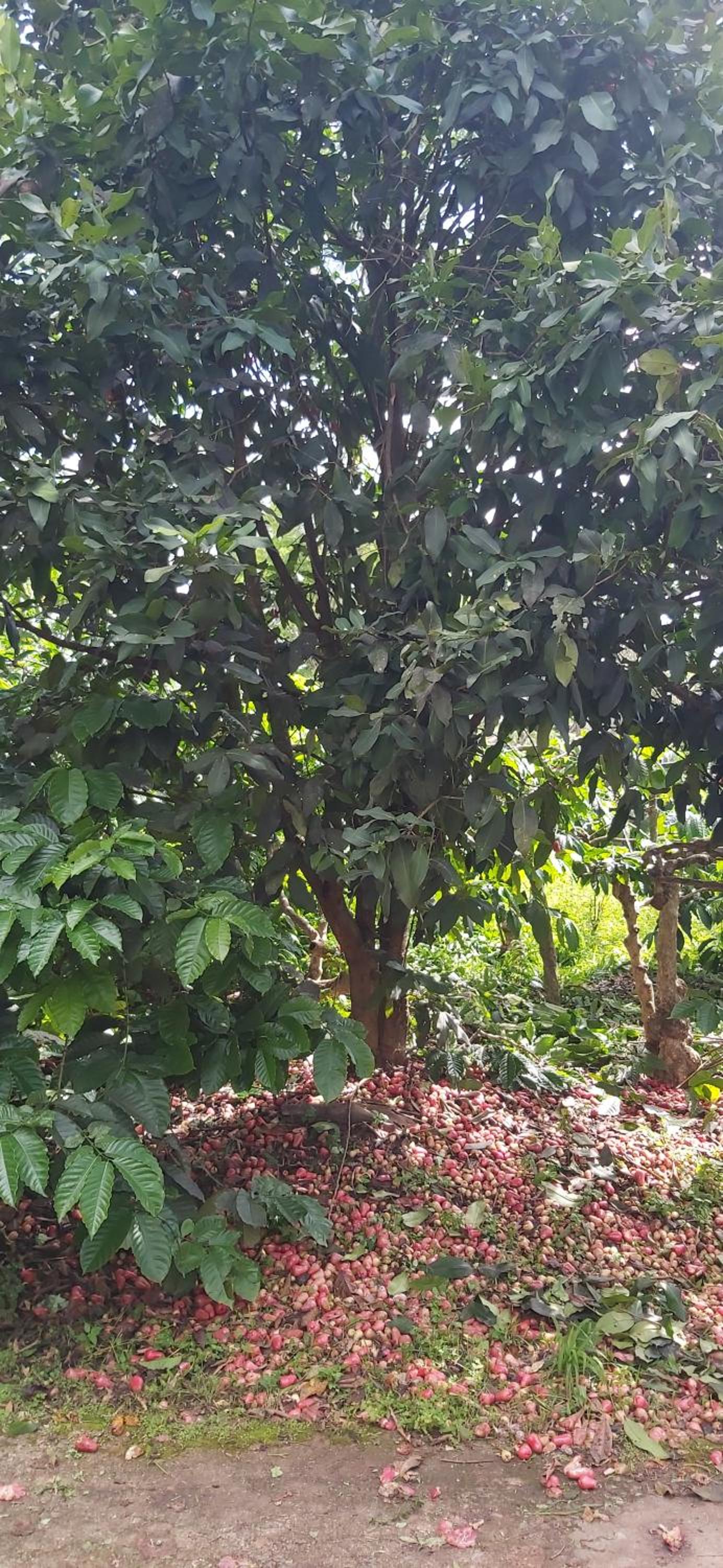 Tarana Homestay