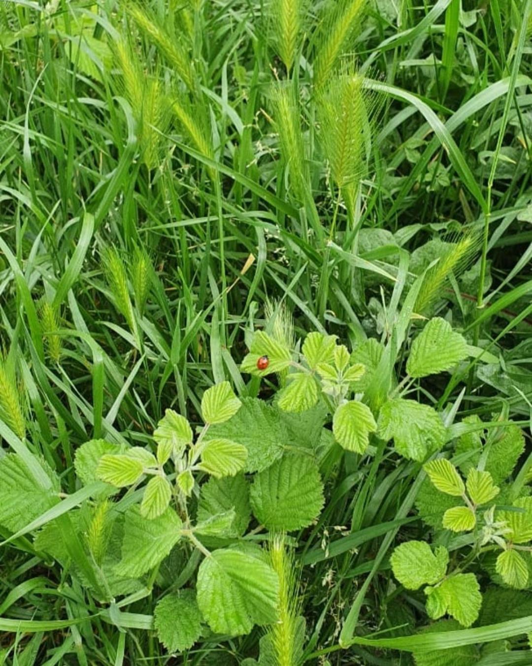 Garden Guest House, photo 86