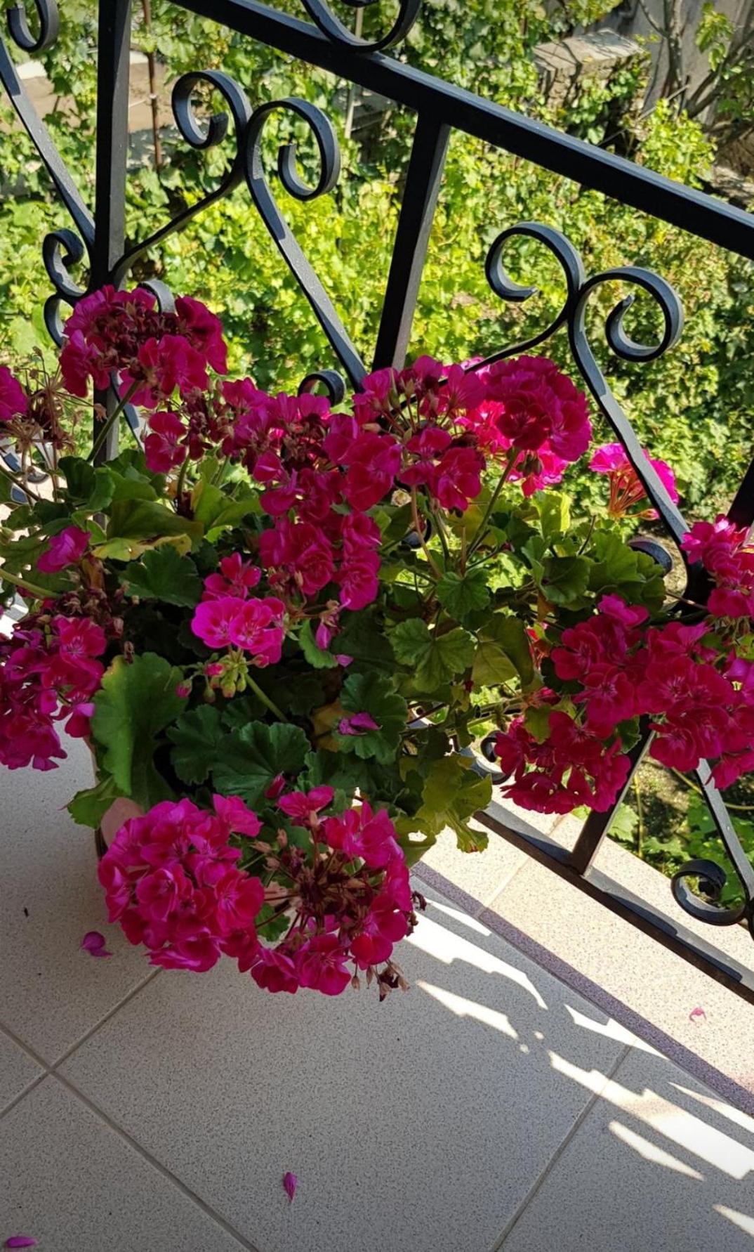 Garden Guest House