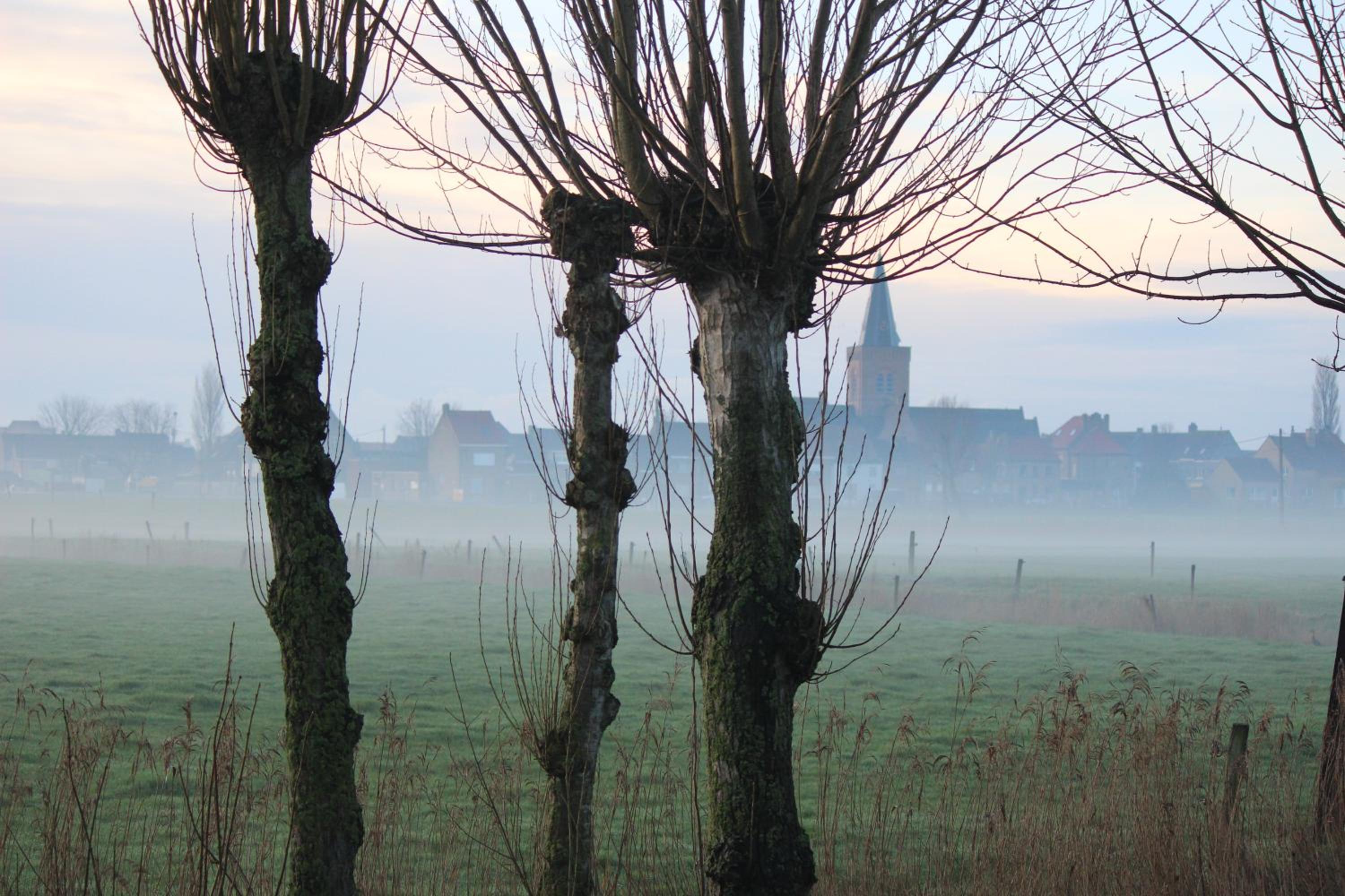 Maneschijn****