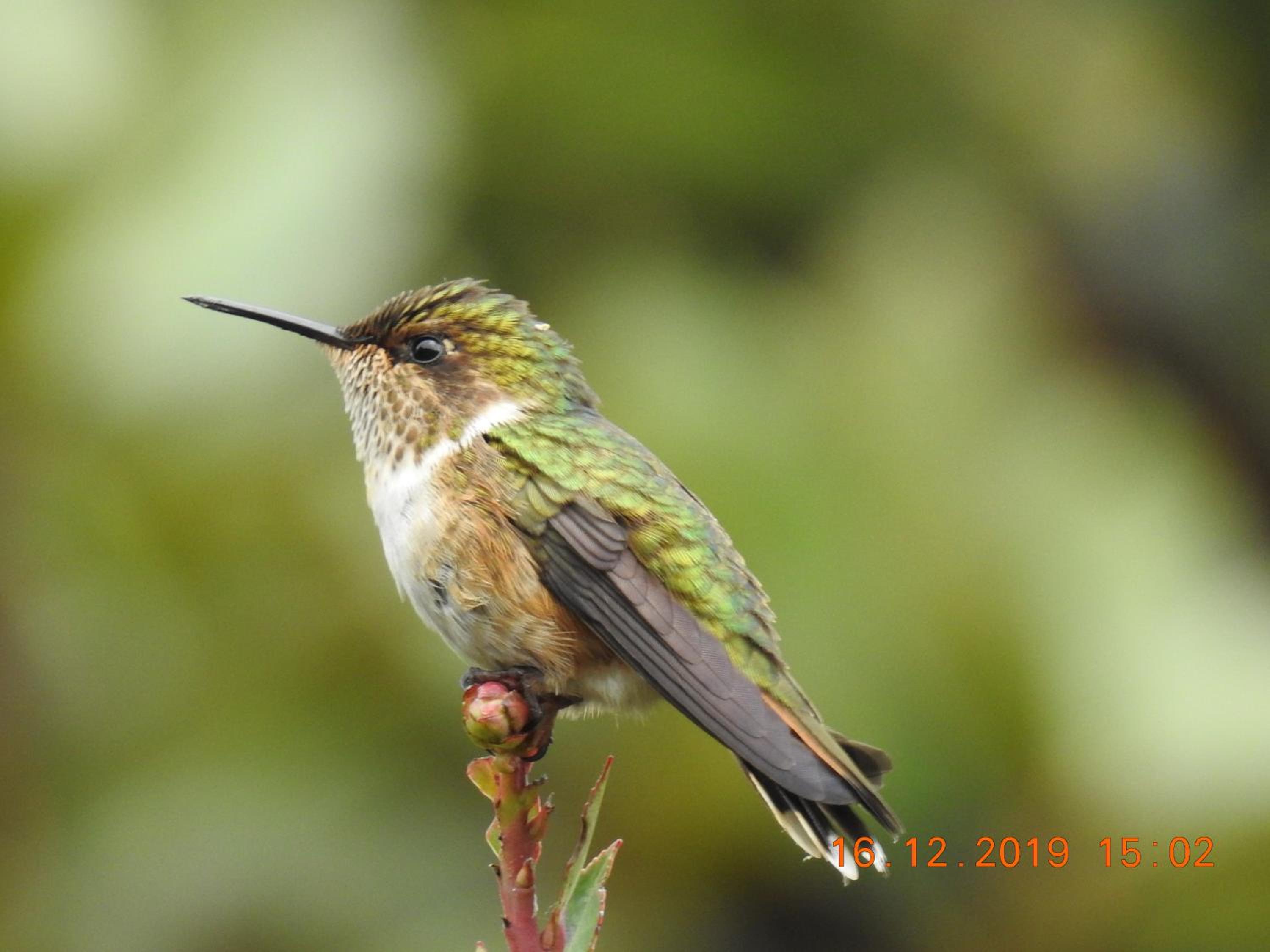 Miriam'S Quetzals lodge