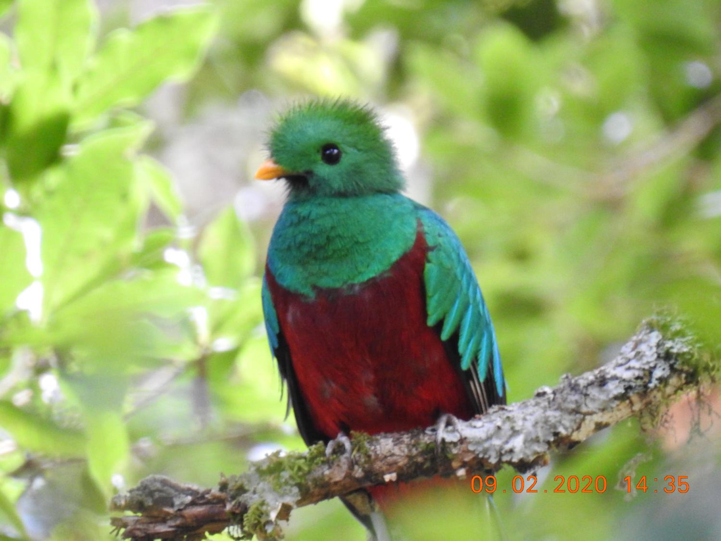 Miriam'S Quetzals lodge