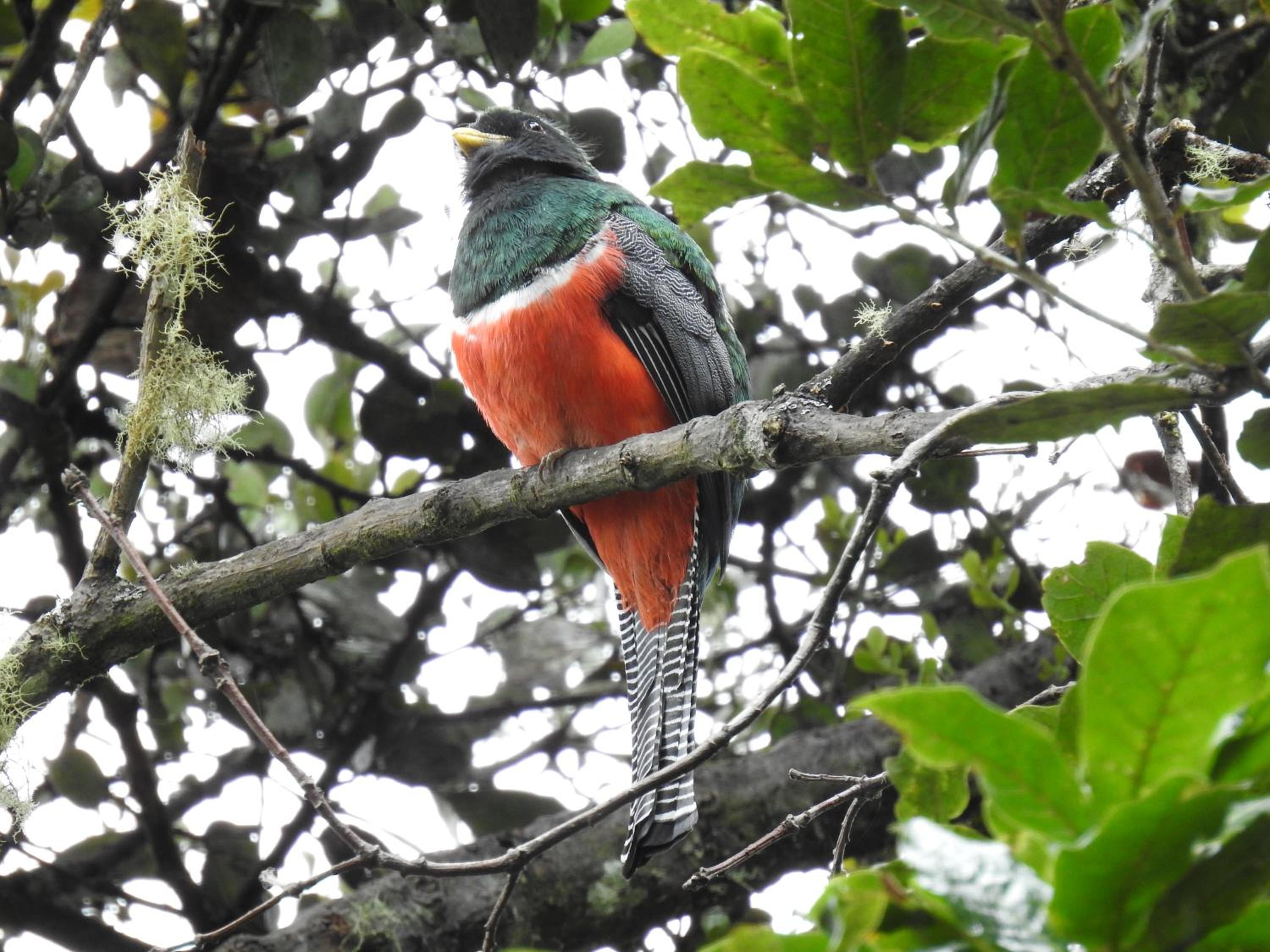 Miriam'S Quetzals lodge