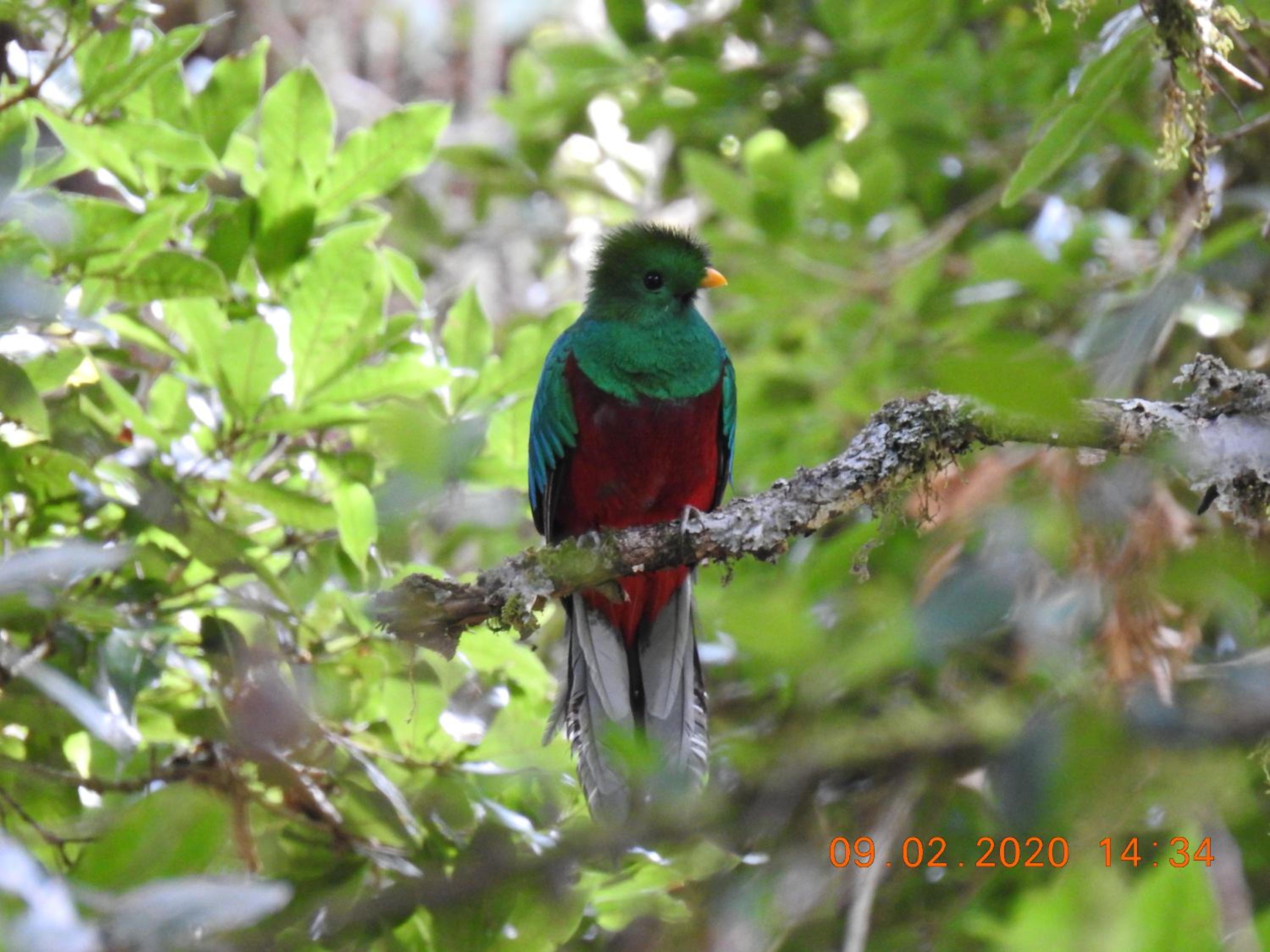 Miriam'S Quetzals lodge
