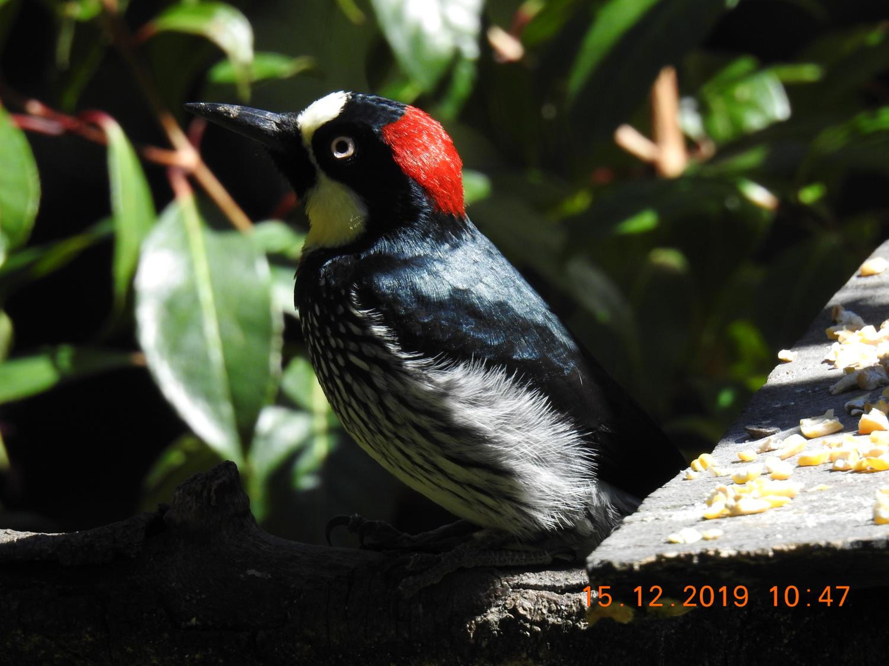 Miriam'S Quetzals lodge