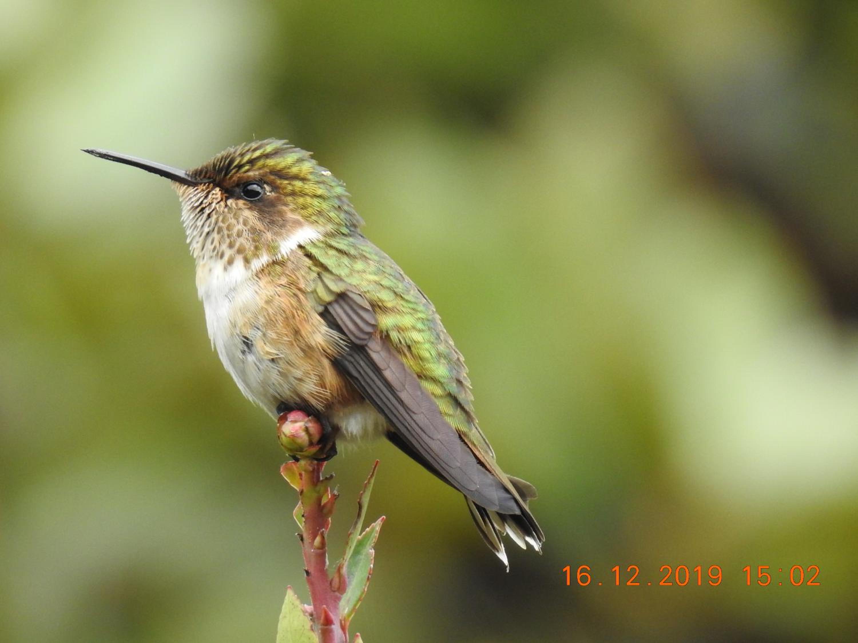 Miriam'S Quetzals lodge