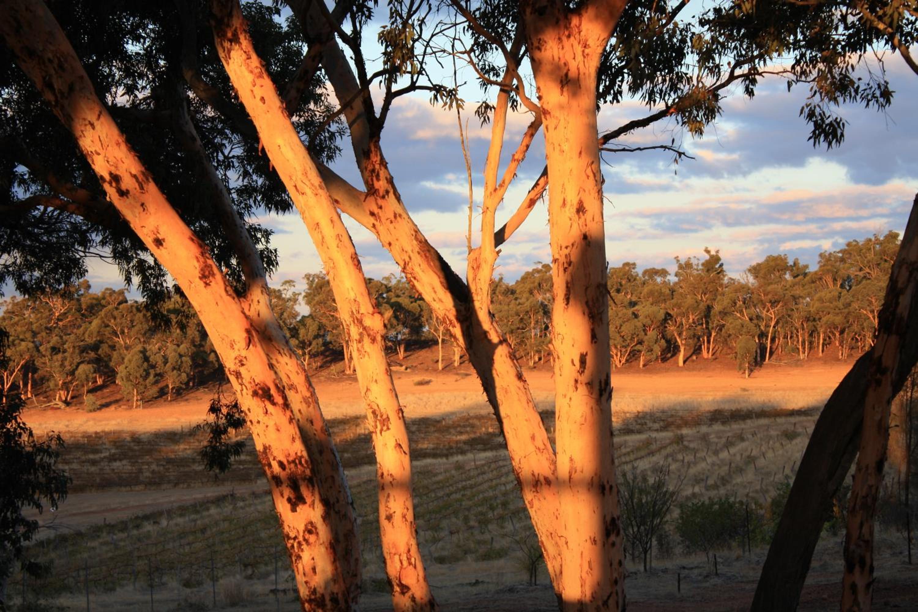 Hotham Ridge Estate