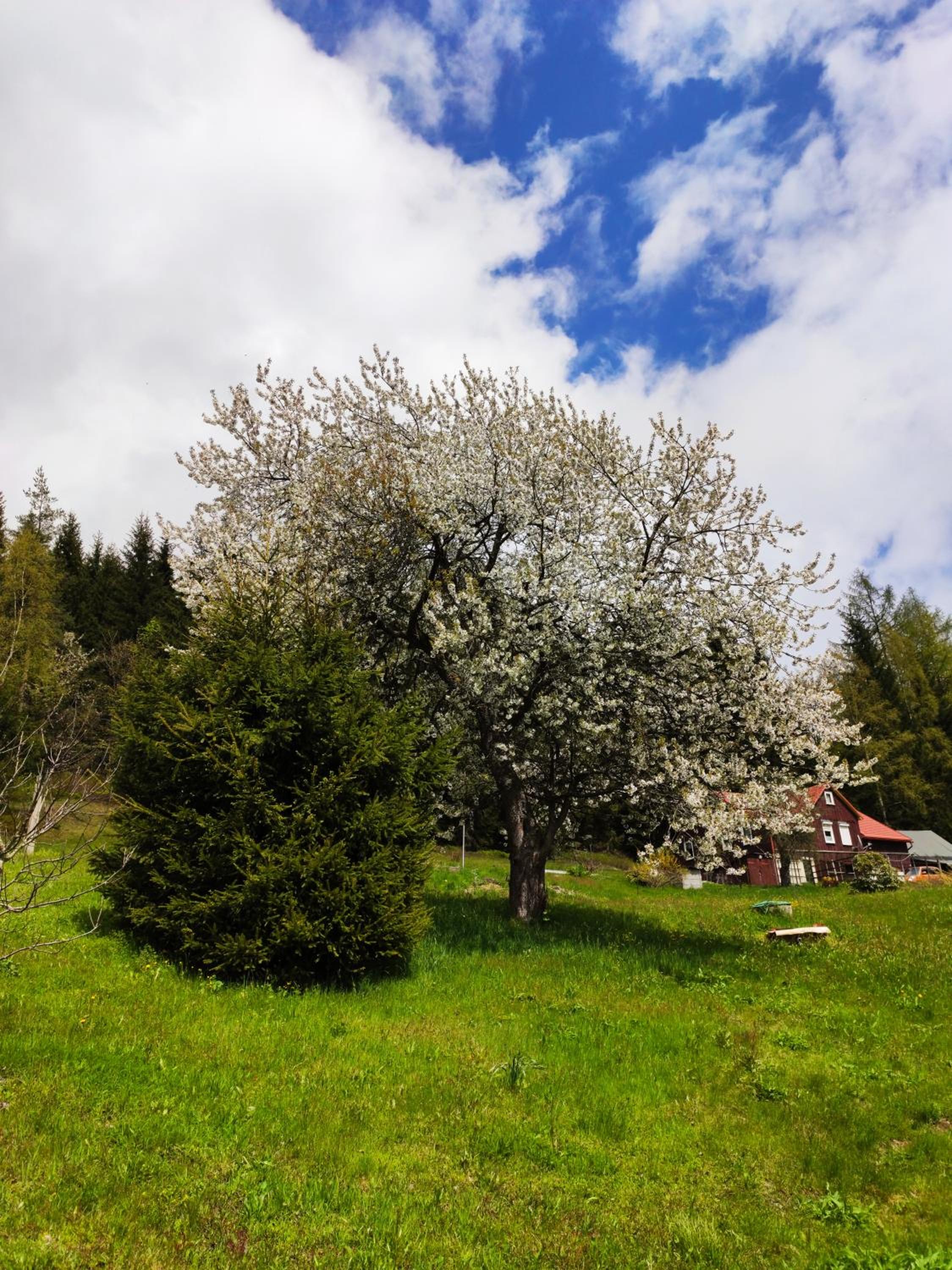 Historisches Aschberg Haisl Klingenthal, Terrasse, großer Garten 6 plus 2 Personen