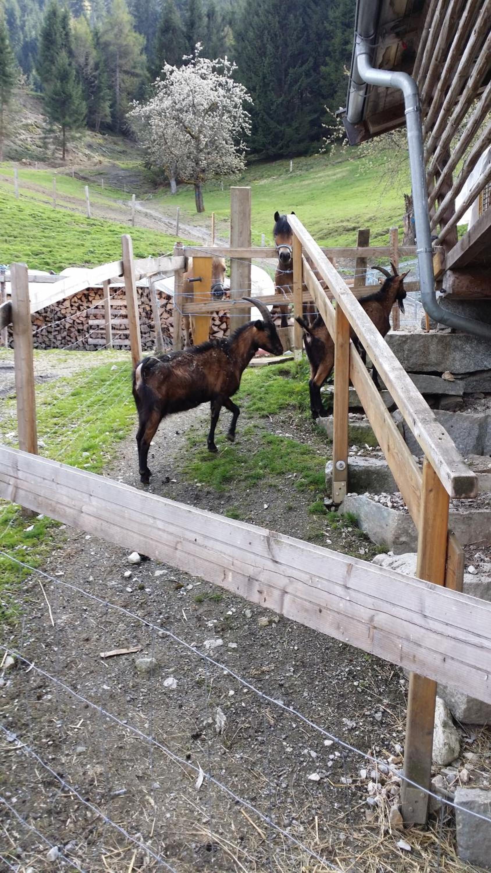 Apartments Teglbauernhof, Hütte, Chalet, Mobilheim, Appartement, Ferienwohnung, Pension, Urlaub