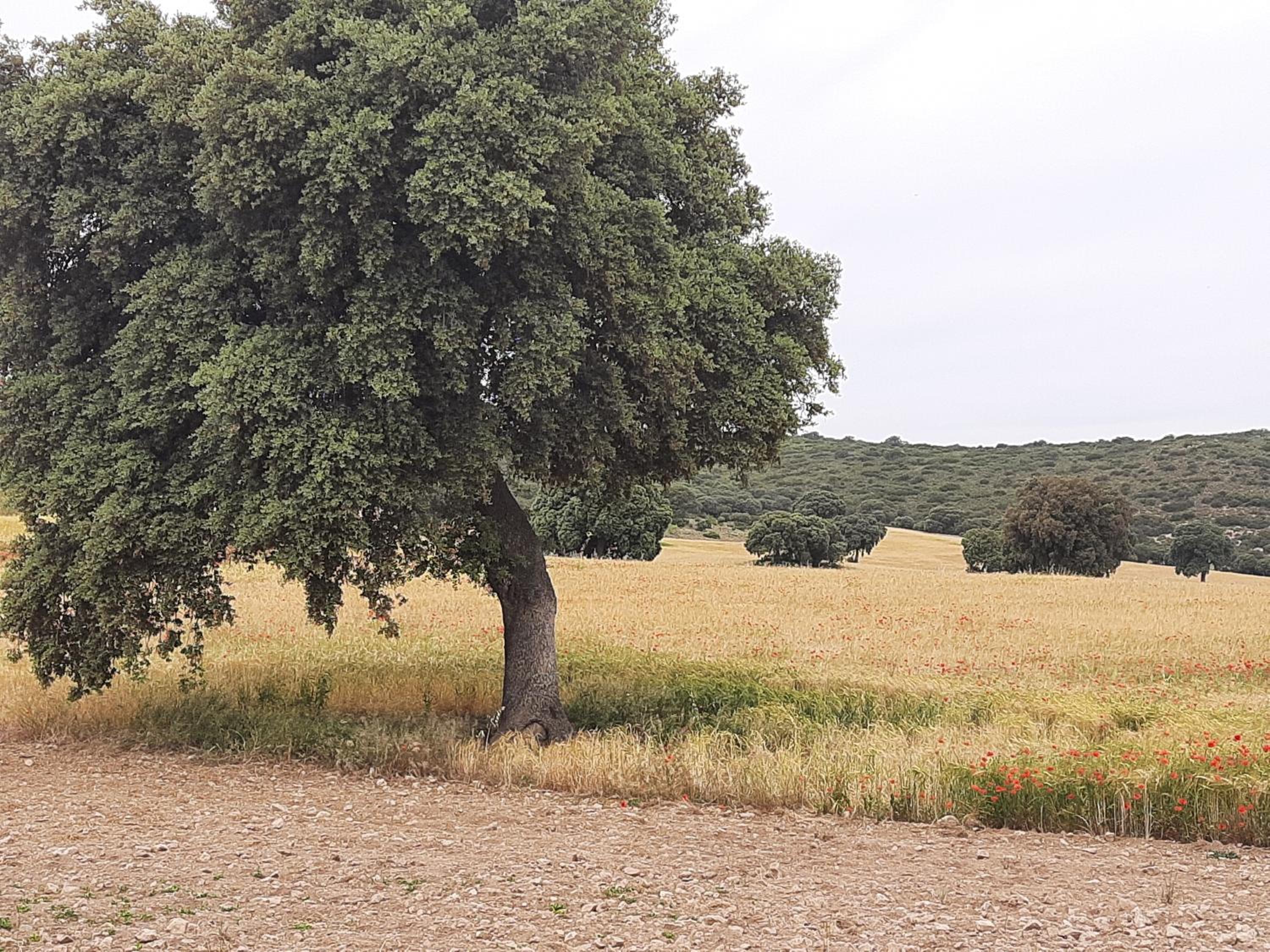 La Cachumba view 5