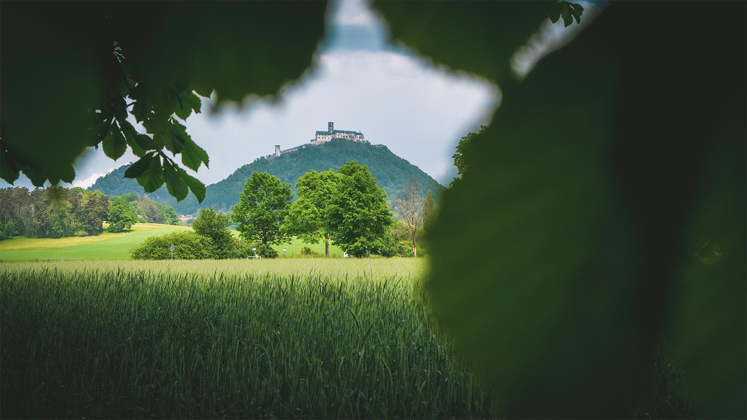 Vilka Petra pod Bezdězem