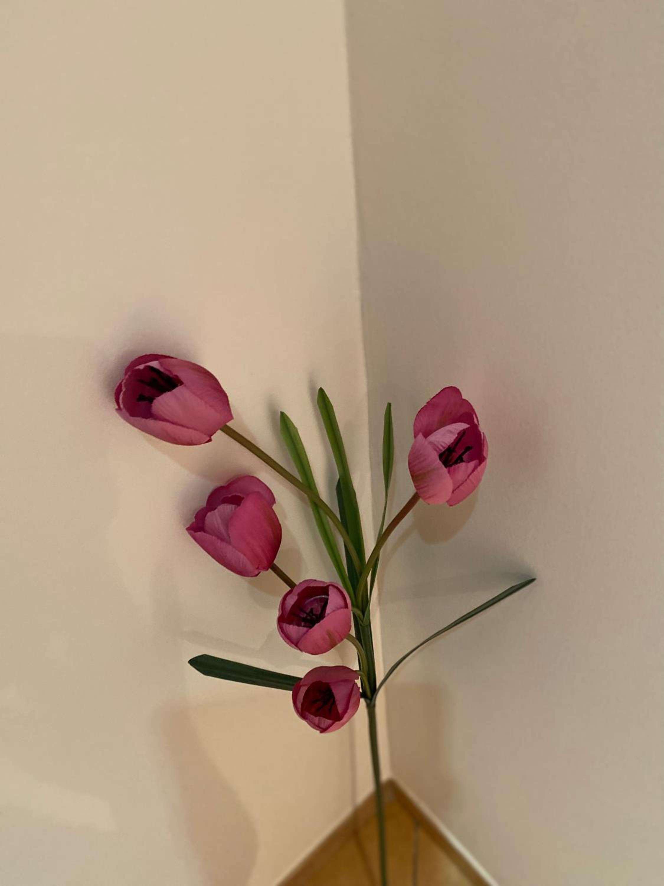 Casette Tulipano