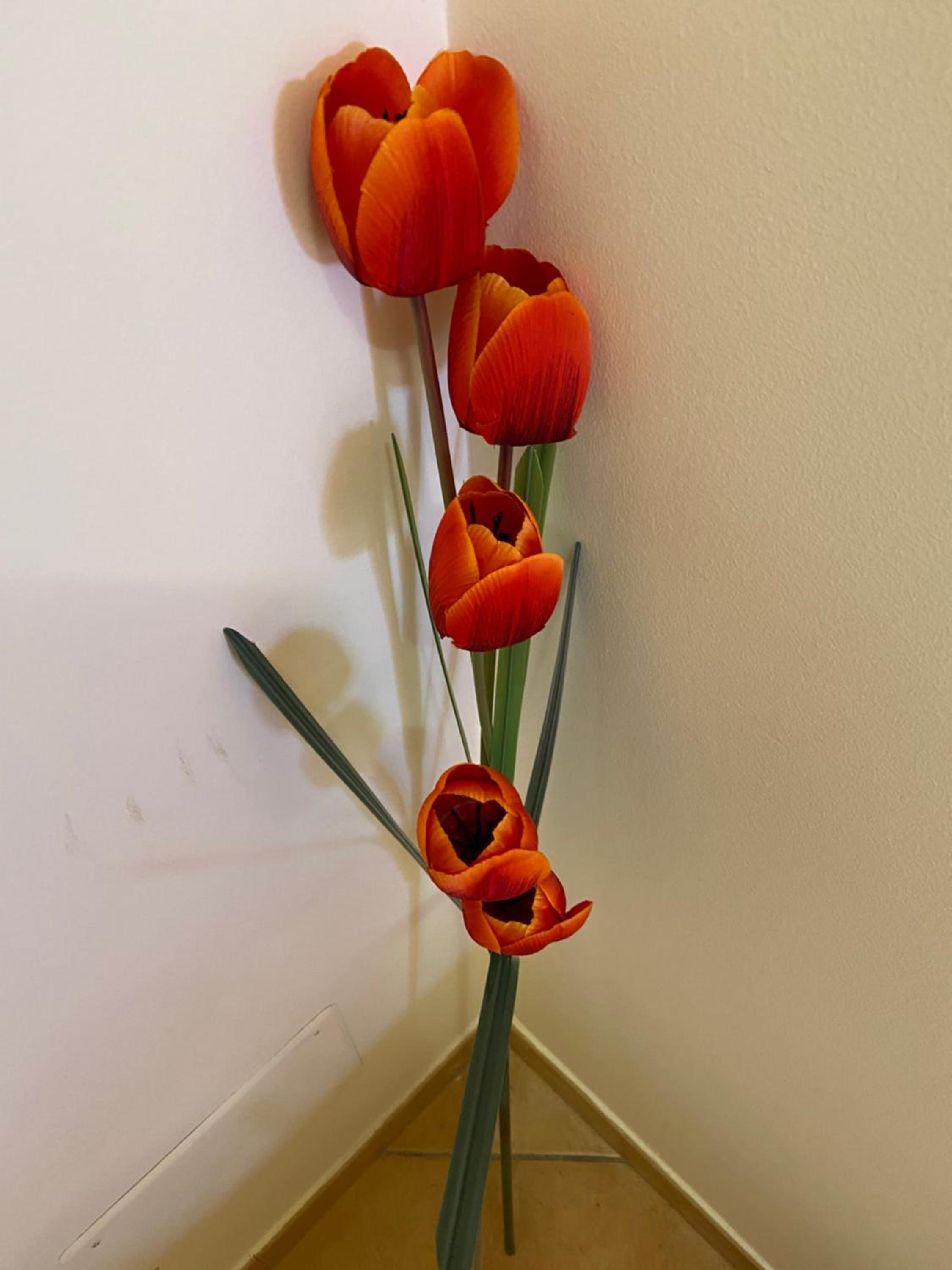 Casette Tulipano