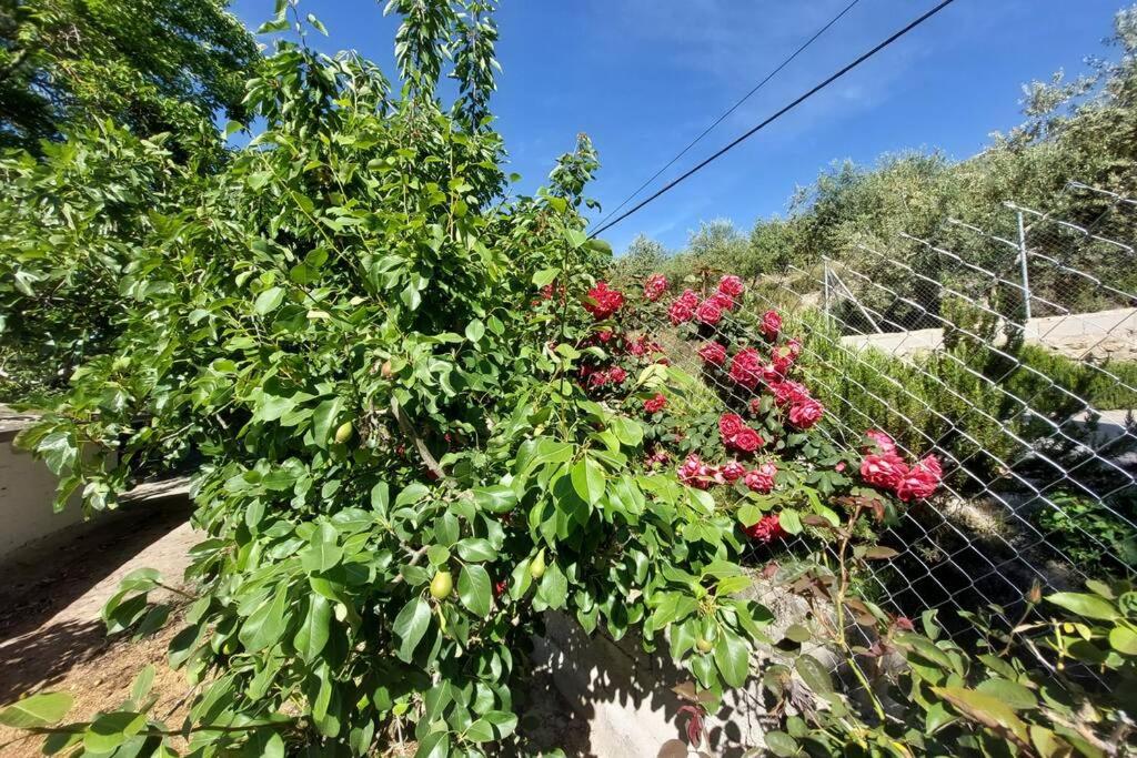 Photo 18