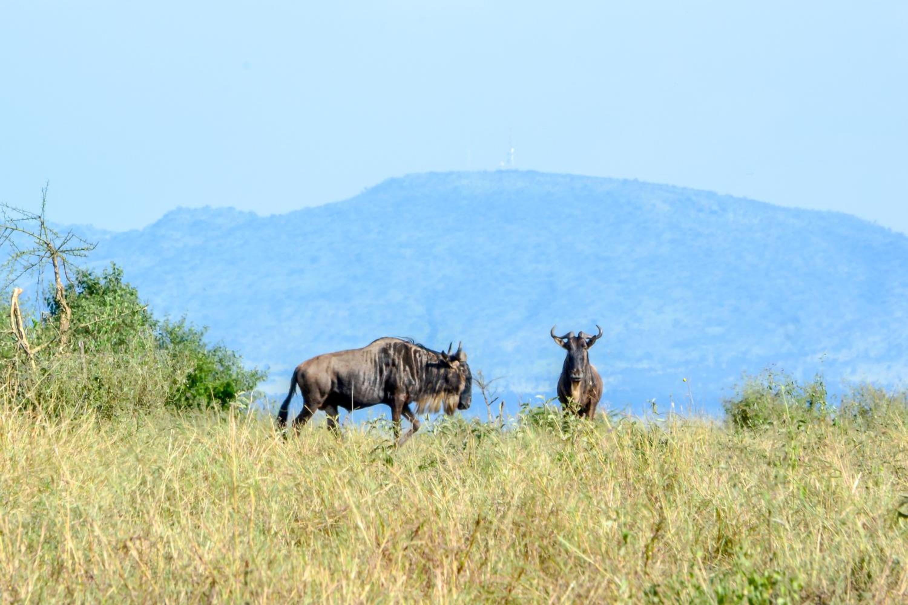 Africa Safari Serengeti Ikoma