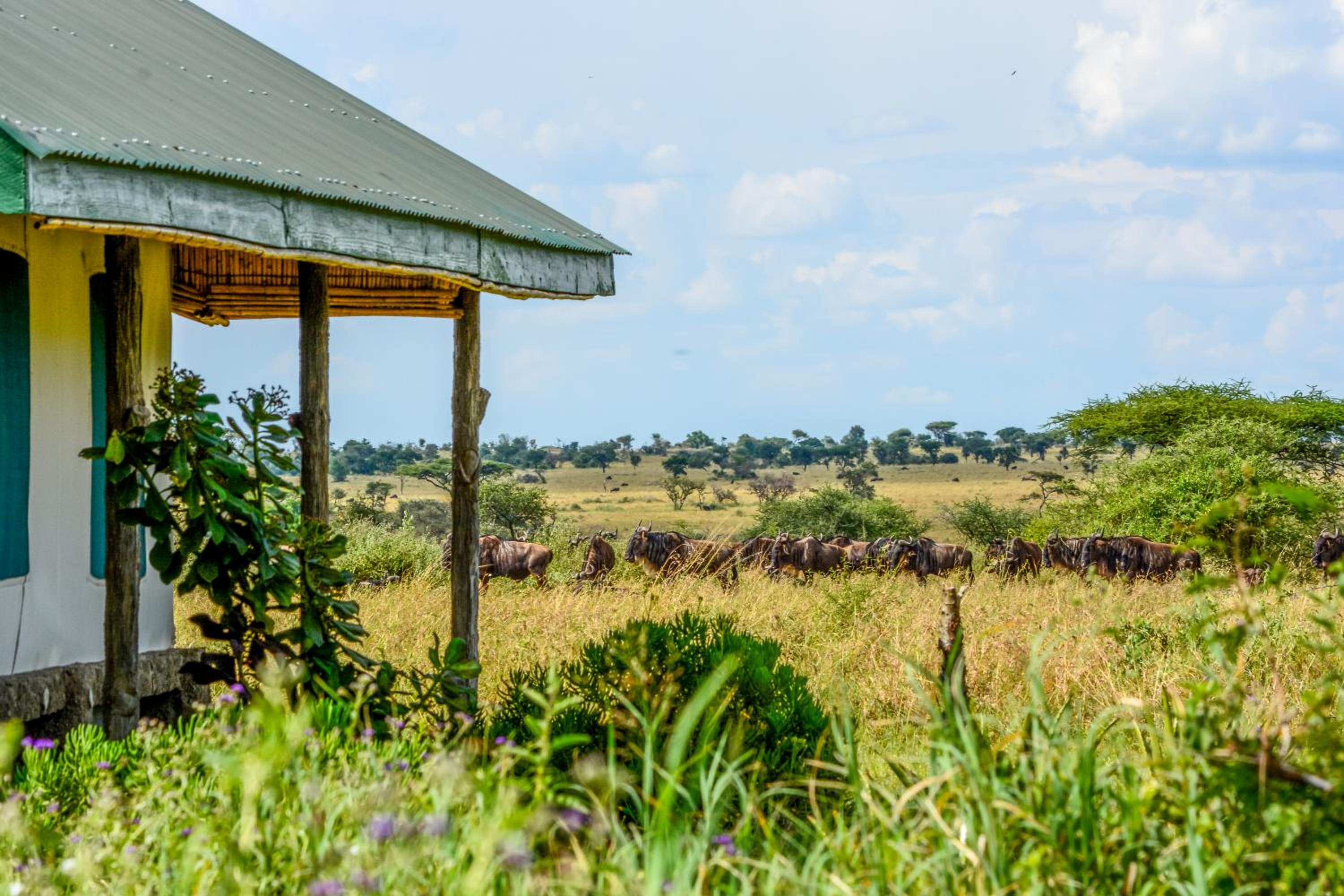 Africa Safari Serengeti Ikoma