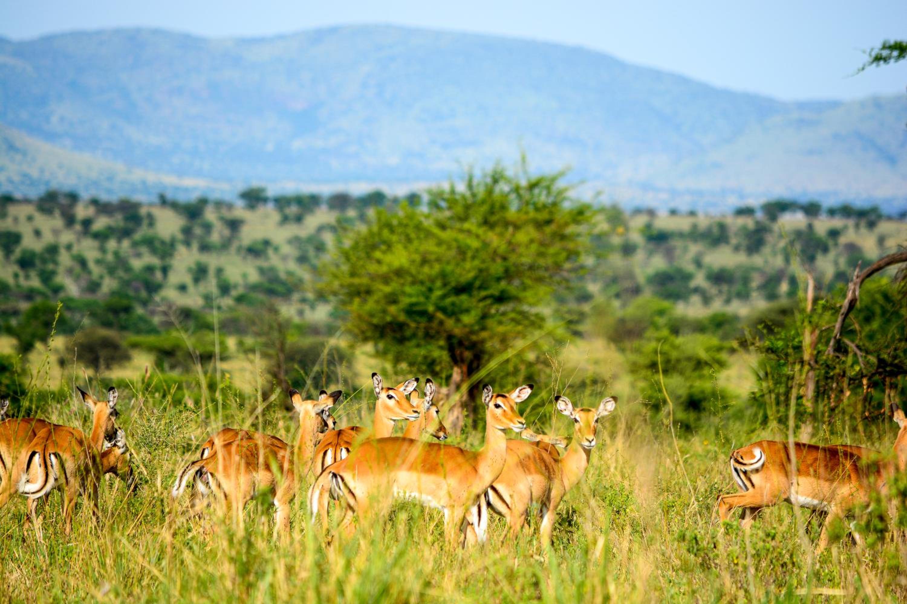 Africa Safari Serengeti Ikoma