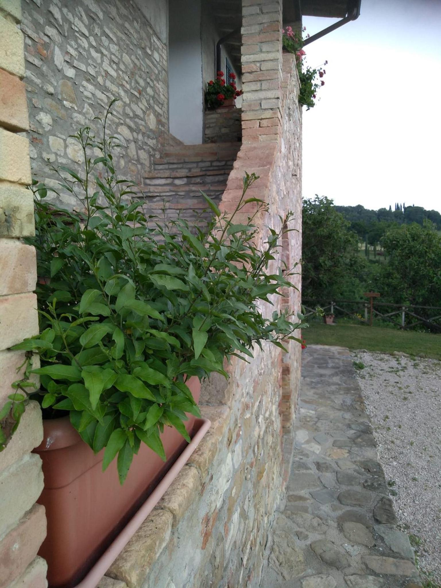 Fattoria di Rigone