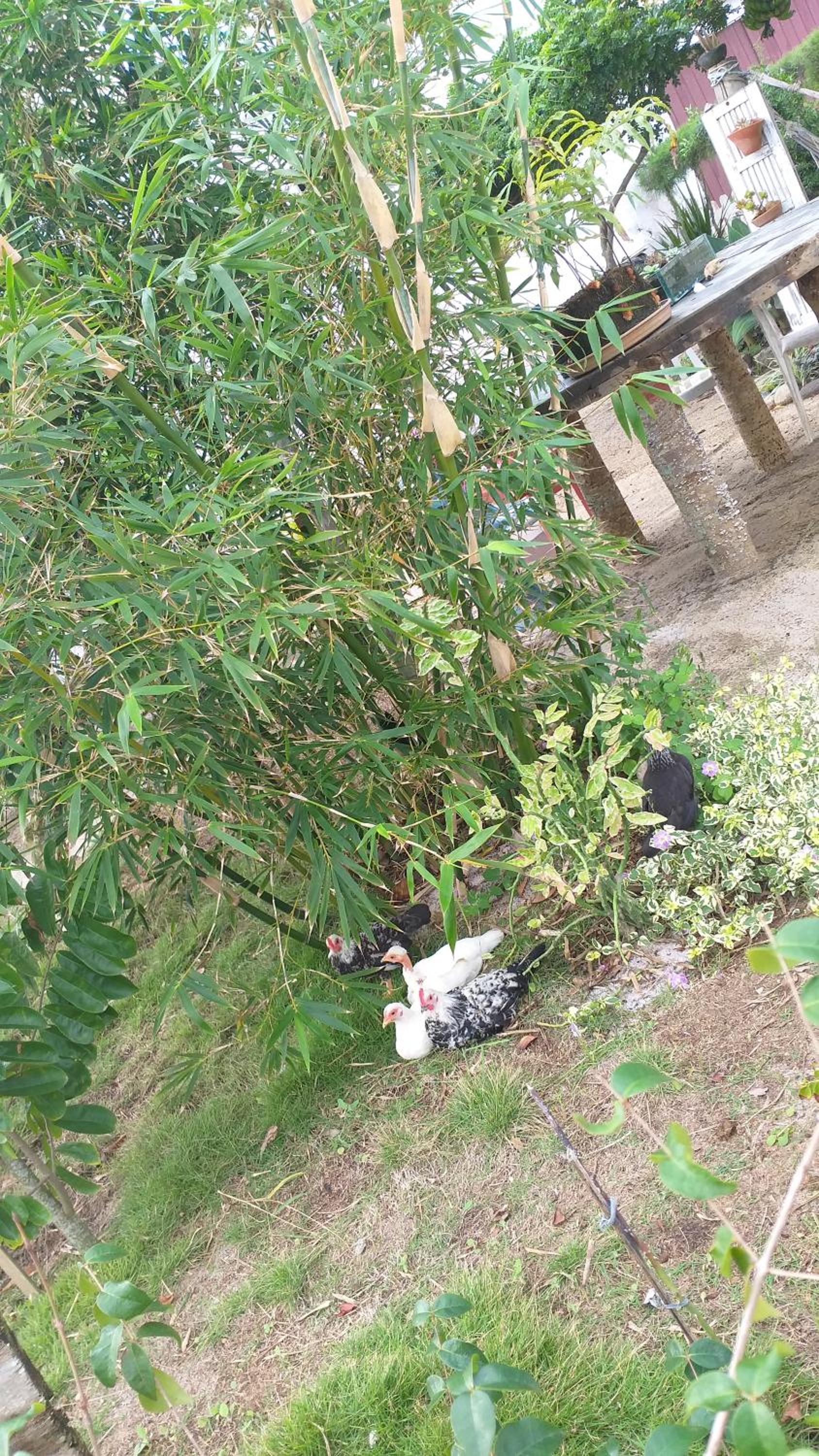 Hospedagem Flor do Mar