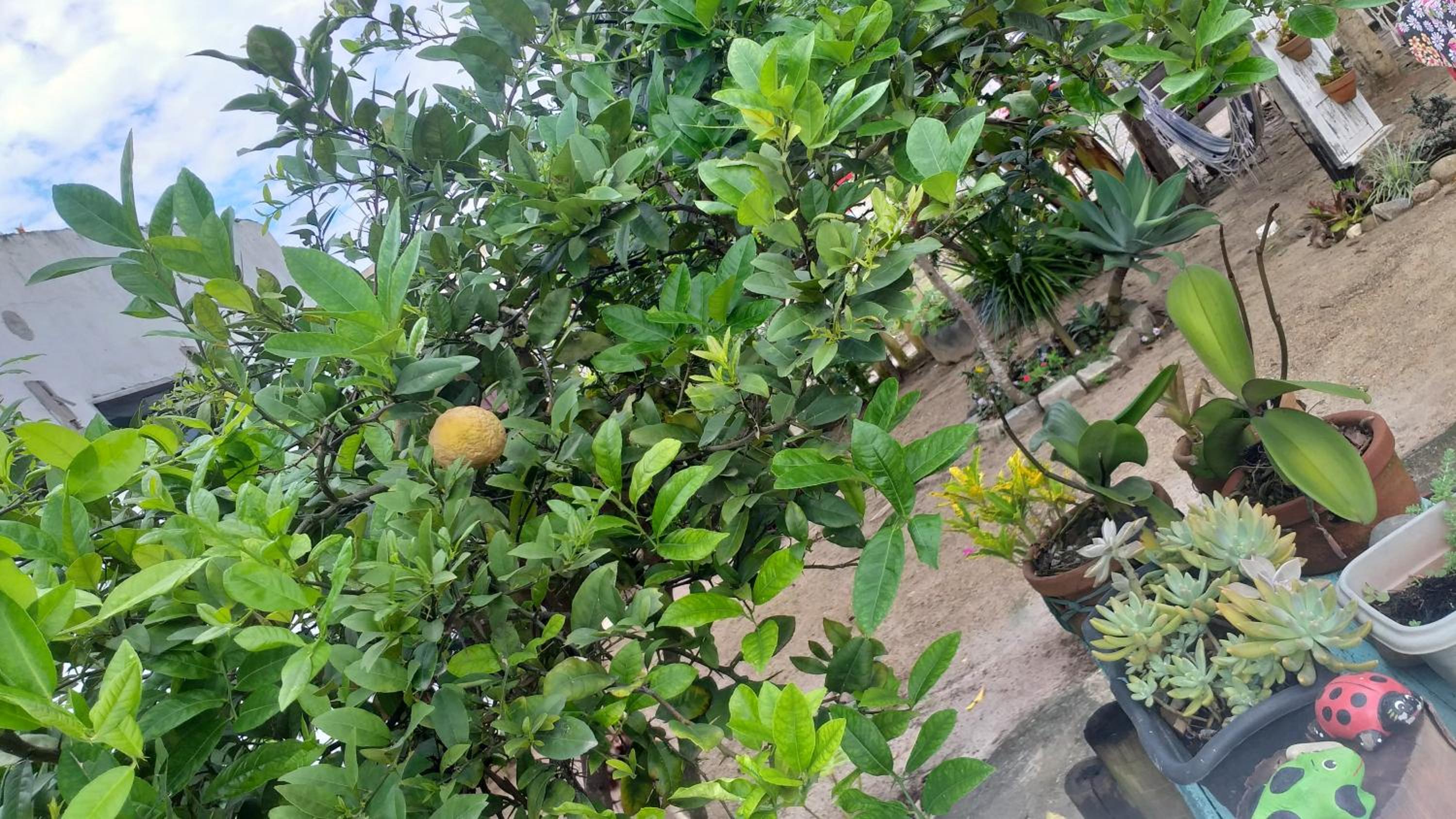 Hospedagem Flor do Mar
