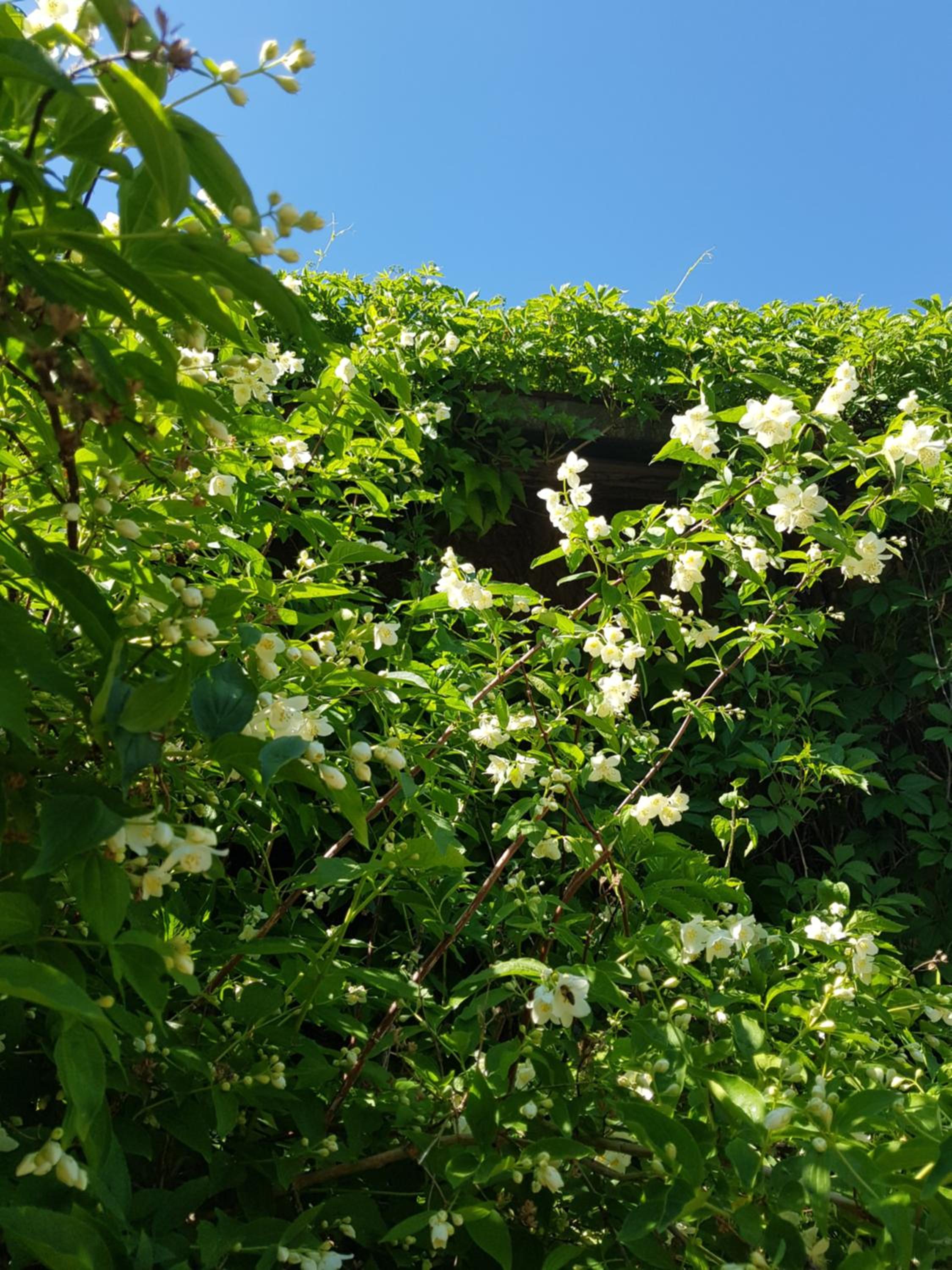 Photo 43