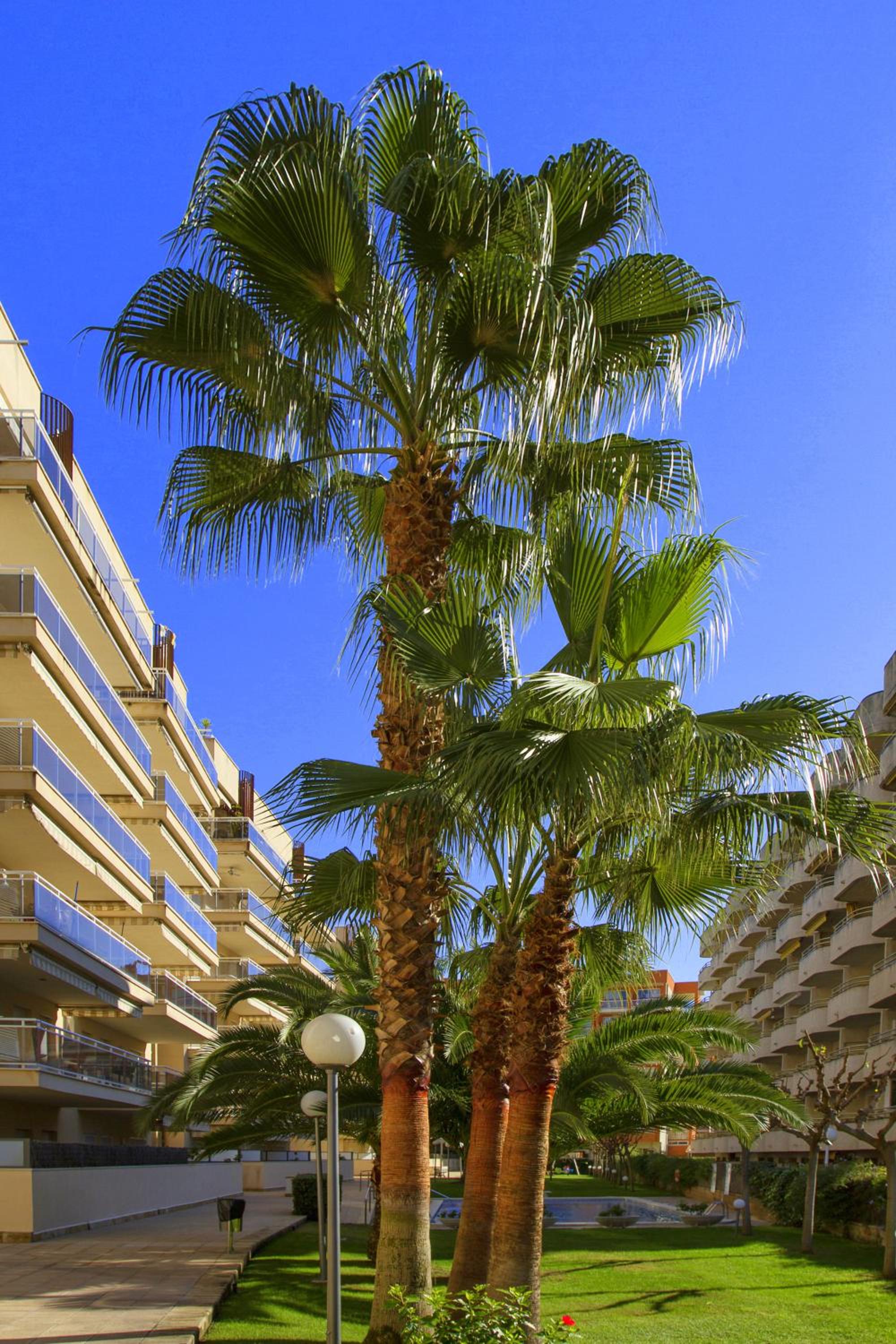 Rentalmar Ventura Village Families