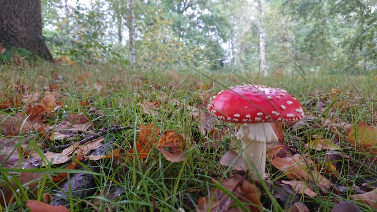 De Kempische Parel