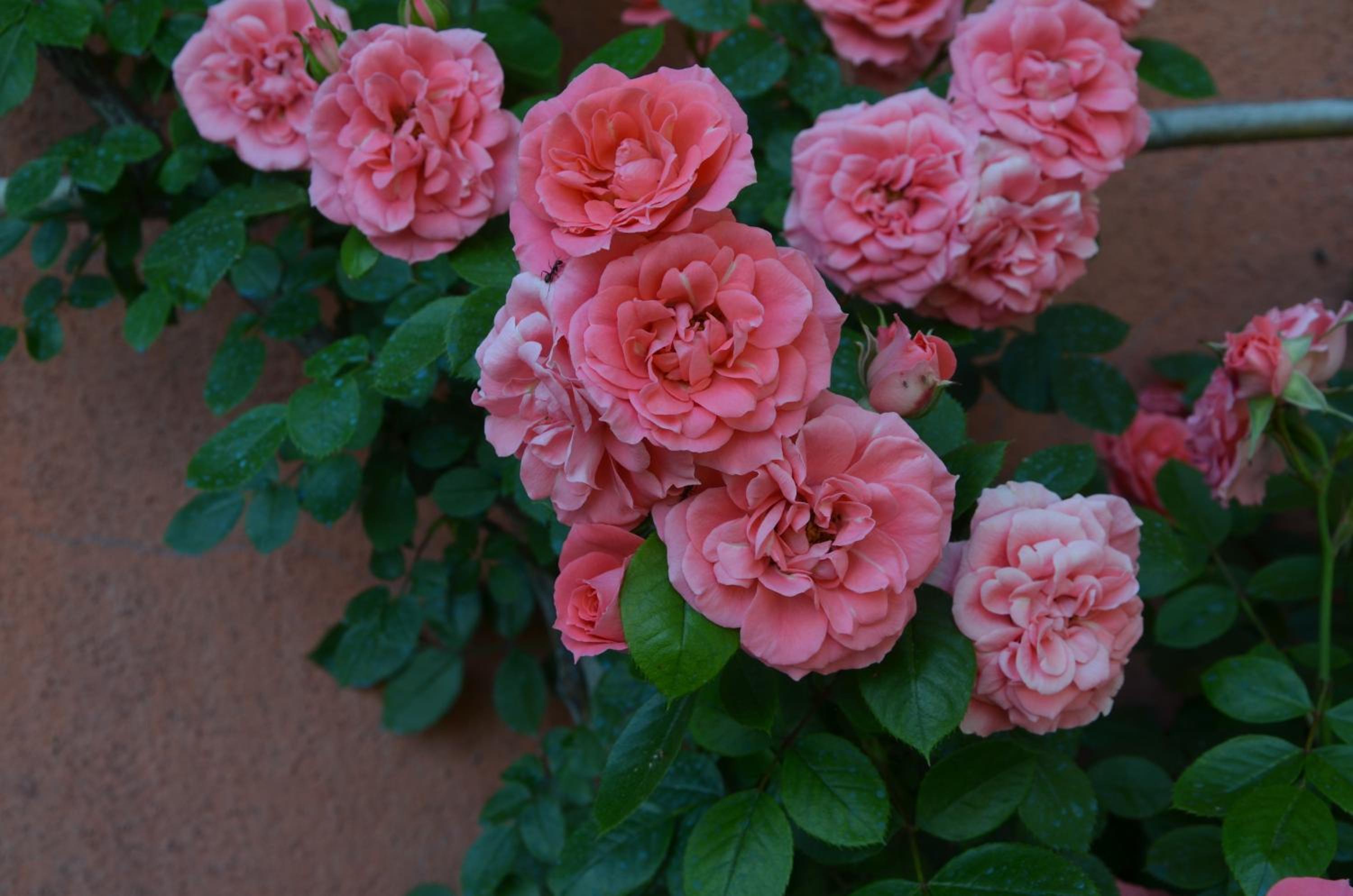 Agriturismo Al Podere Di Rosa — photo 35
