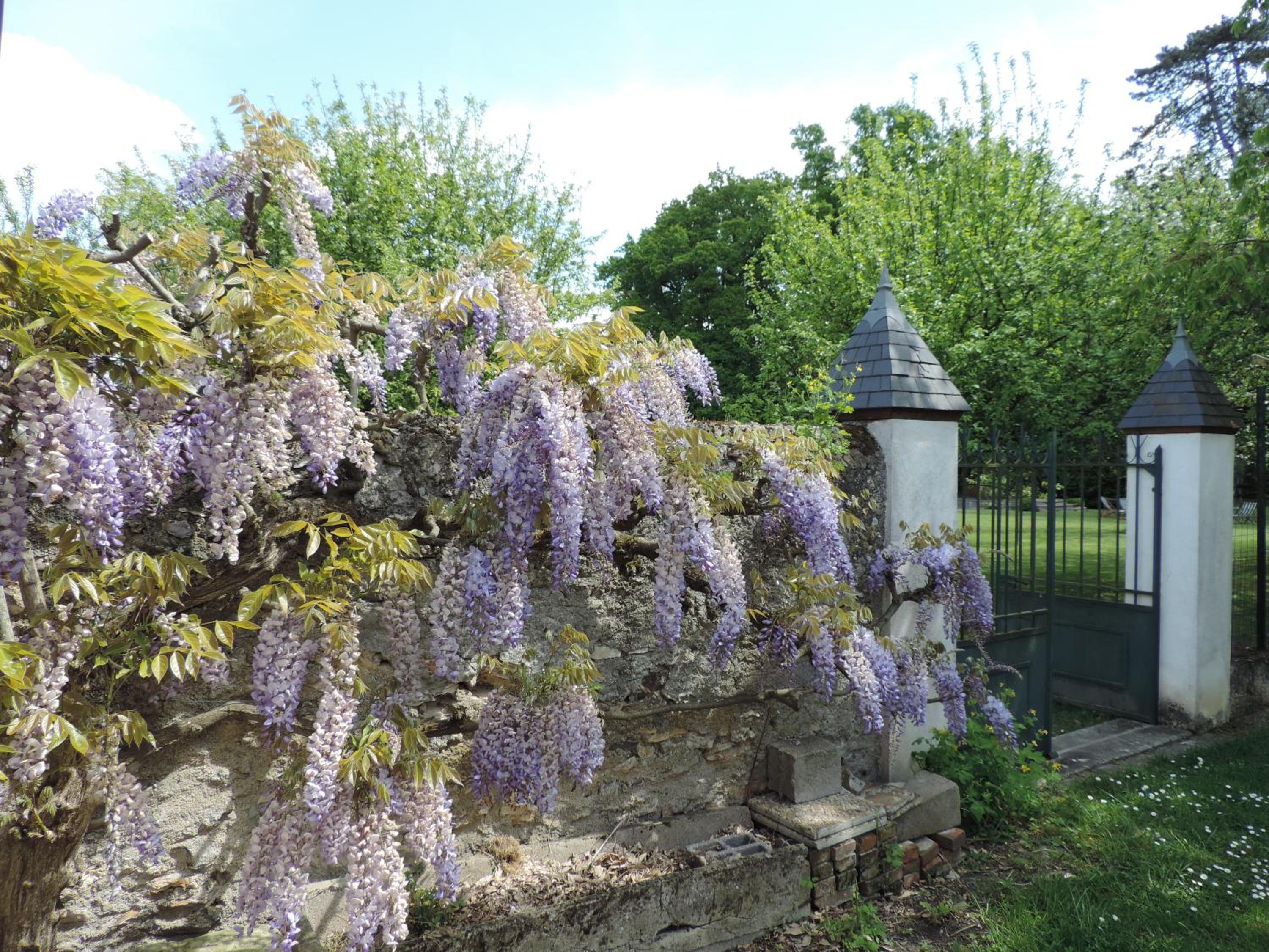 Cèdre et Charme