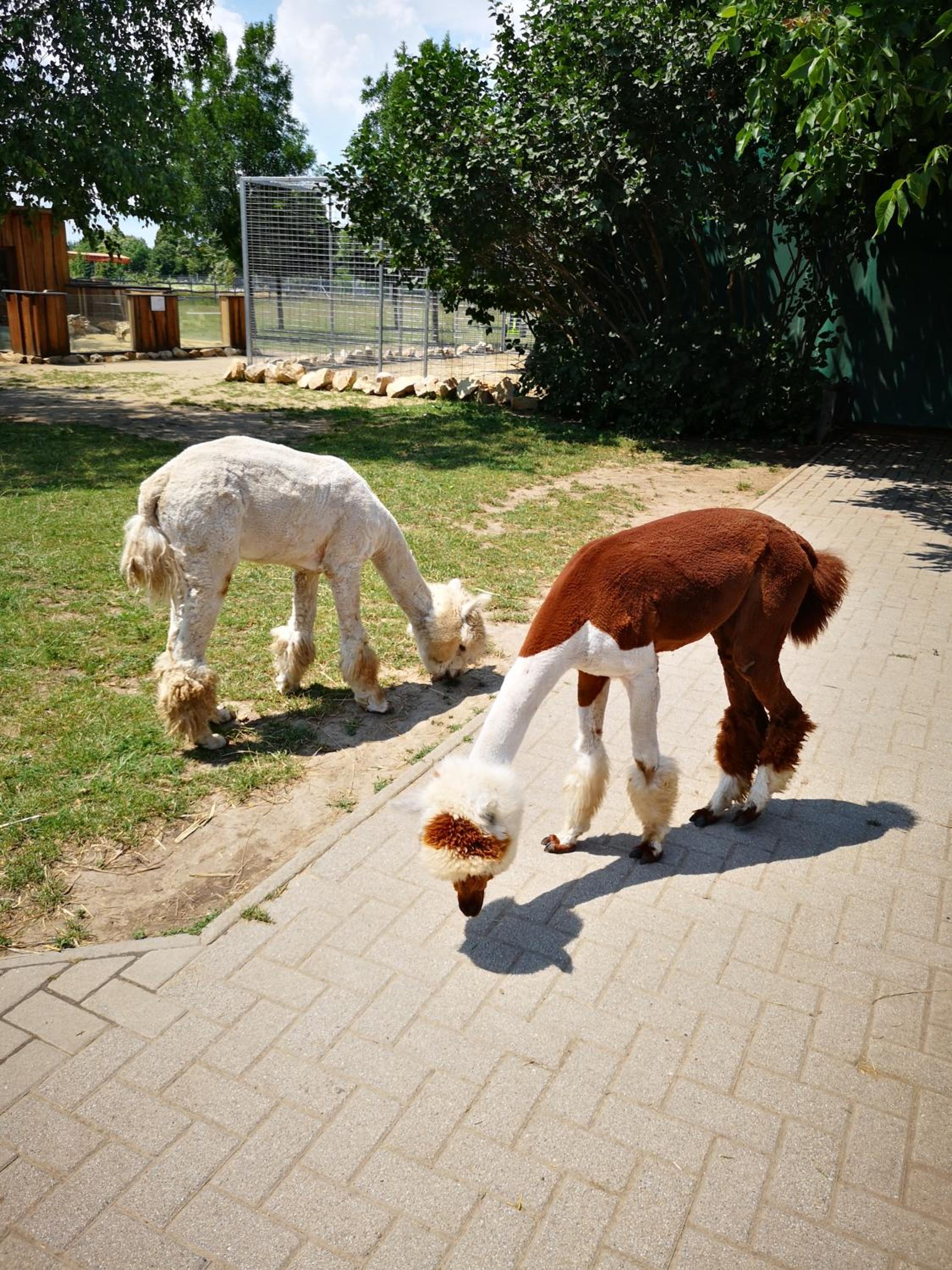 Photo 43