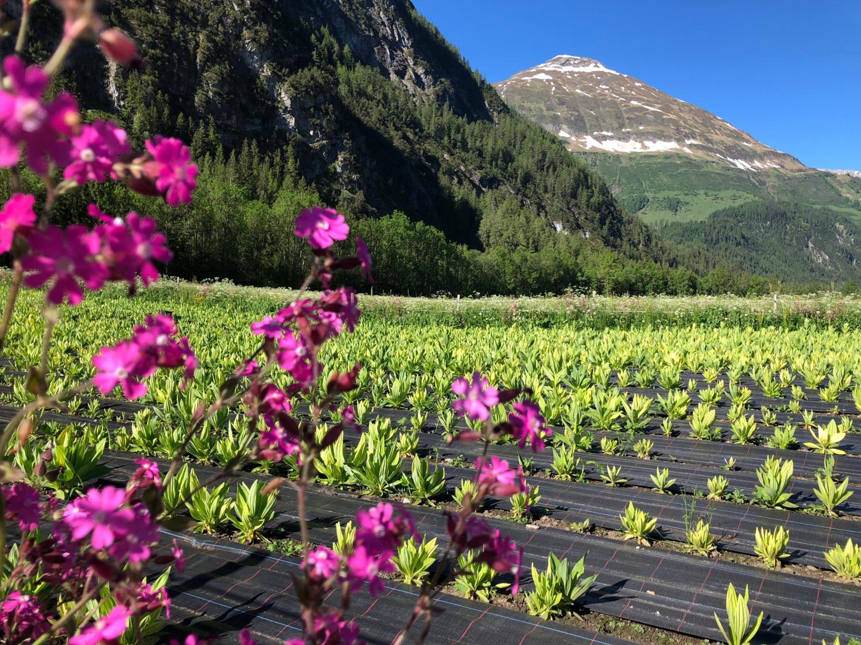 Lechrefugium Ferienwohnungen am Lechweg & Lechradweg